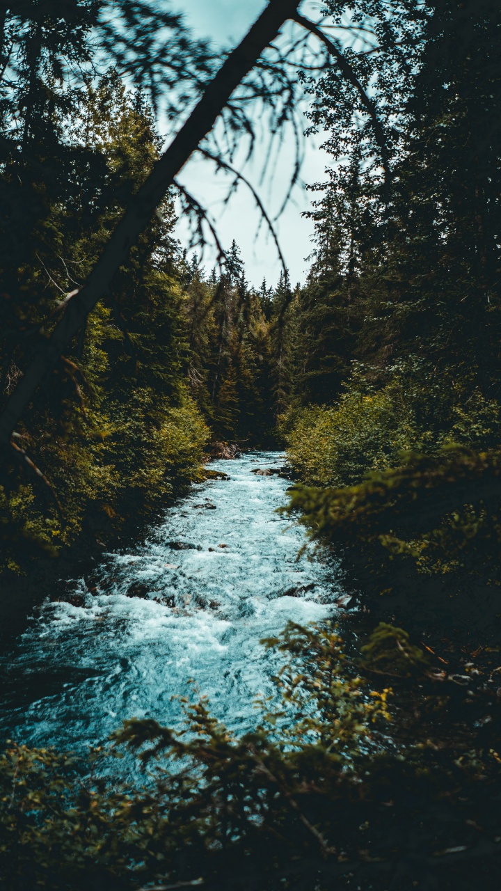 Tree, Nature, Water, Natural Landscape, Nature Reserve. Wallpaper in 720x1280 Resolution
