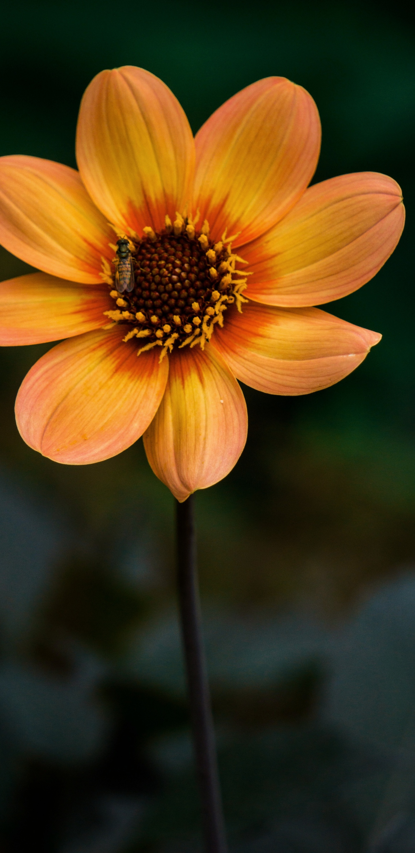 Gelbe Blume in Tilt-Shift-Linse. Wallpaper in 1440x2960 Resolution