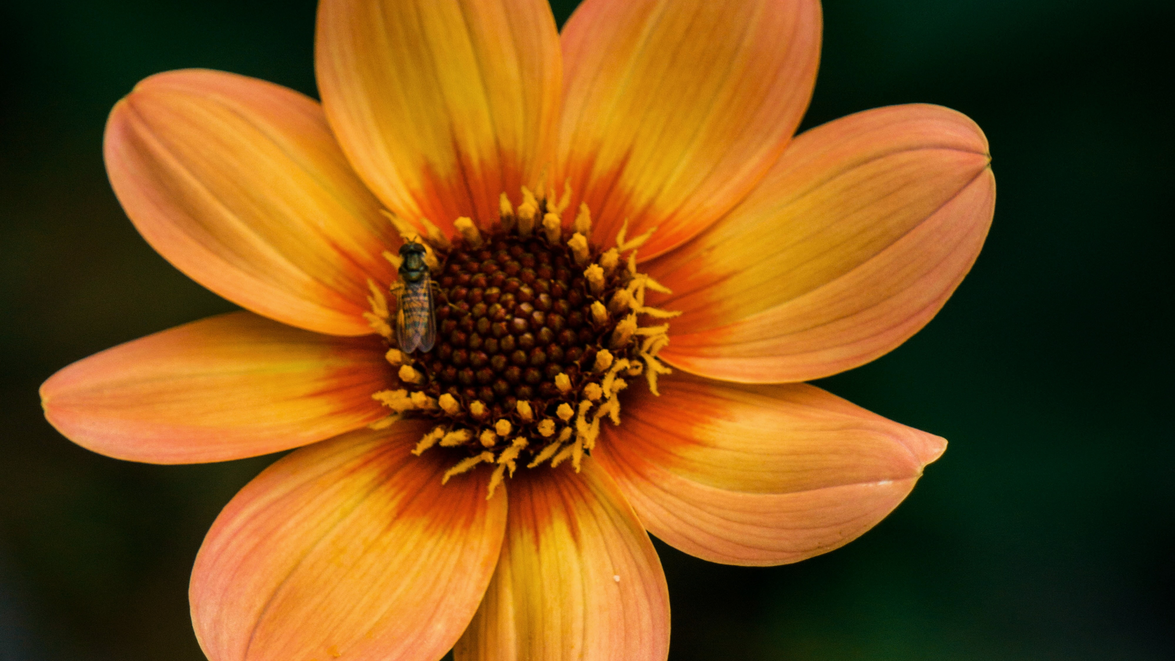 Gelbe Blume in Tilt-Shift-Linse. Wallpaper in 3840x2160 Resolution