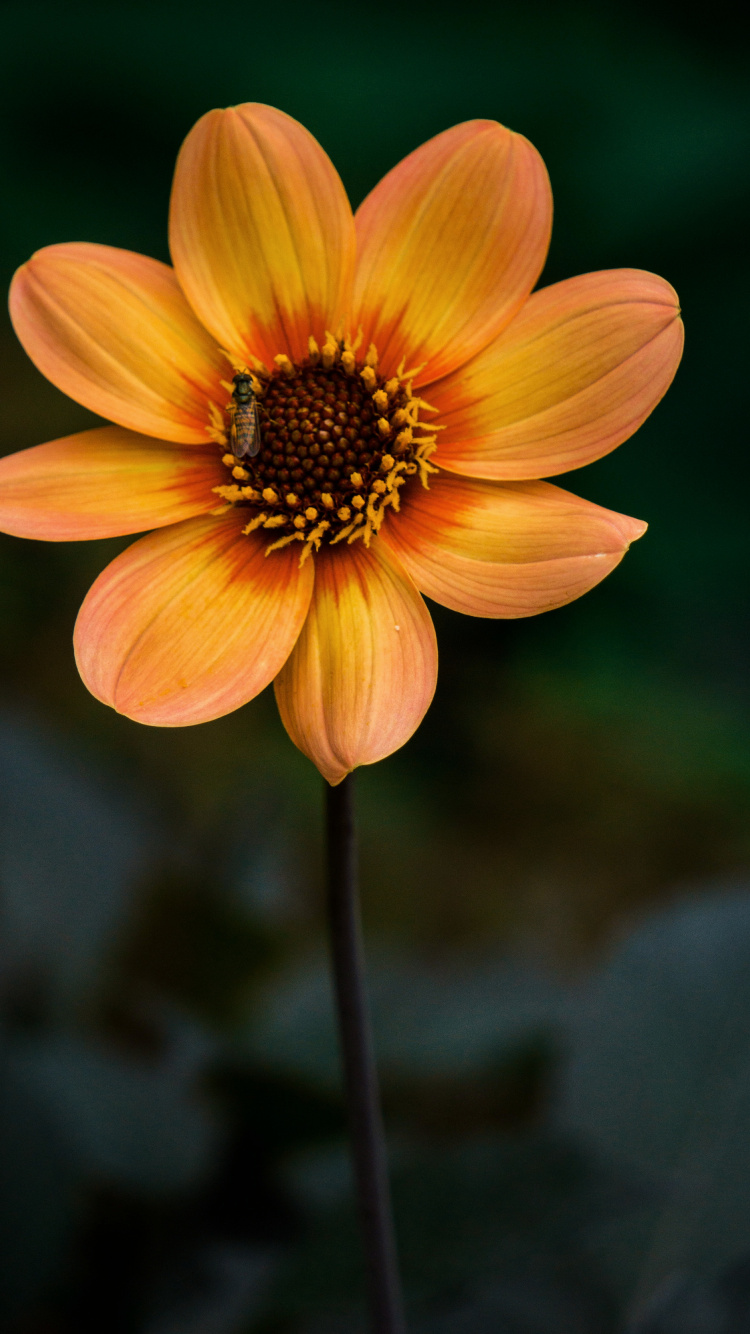Gelbe Blume in Tilt-Shift-Linse. Wallpaper in 750x1334 Resolution