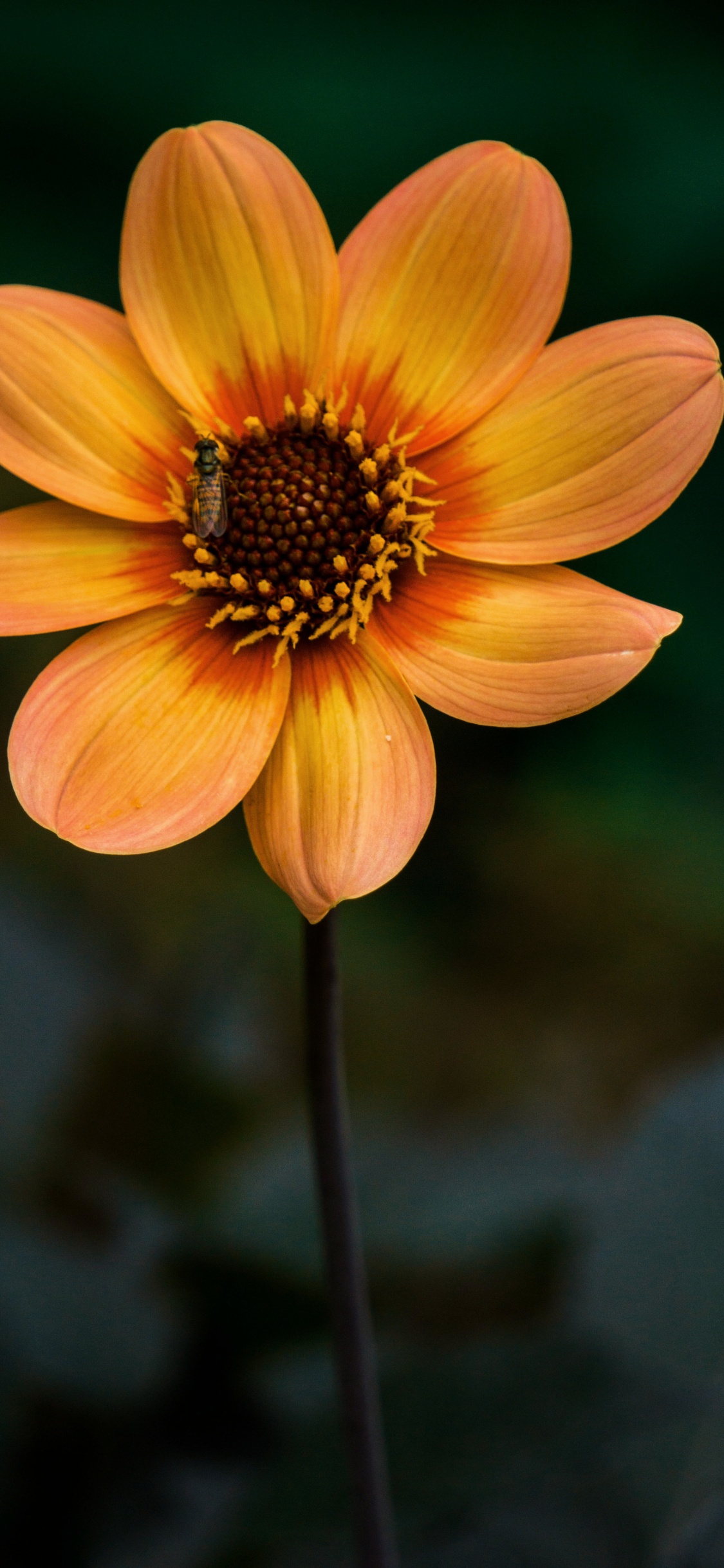 显花植物, 黄色的, 橙色, 野花, 花粉 壁纸 1125x2436 允许