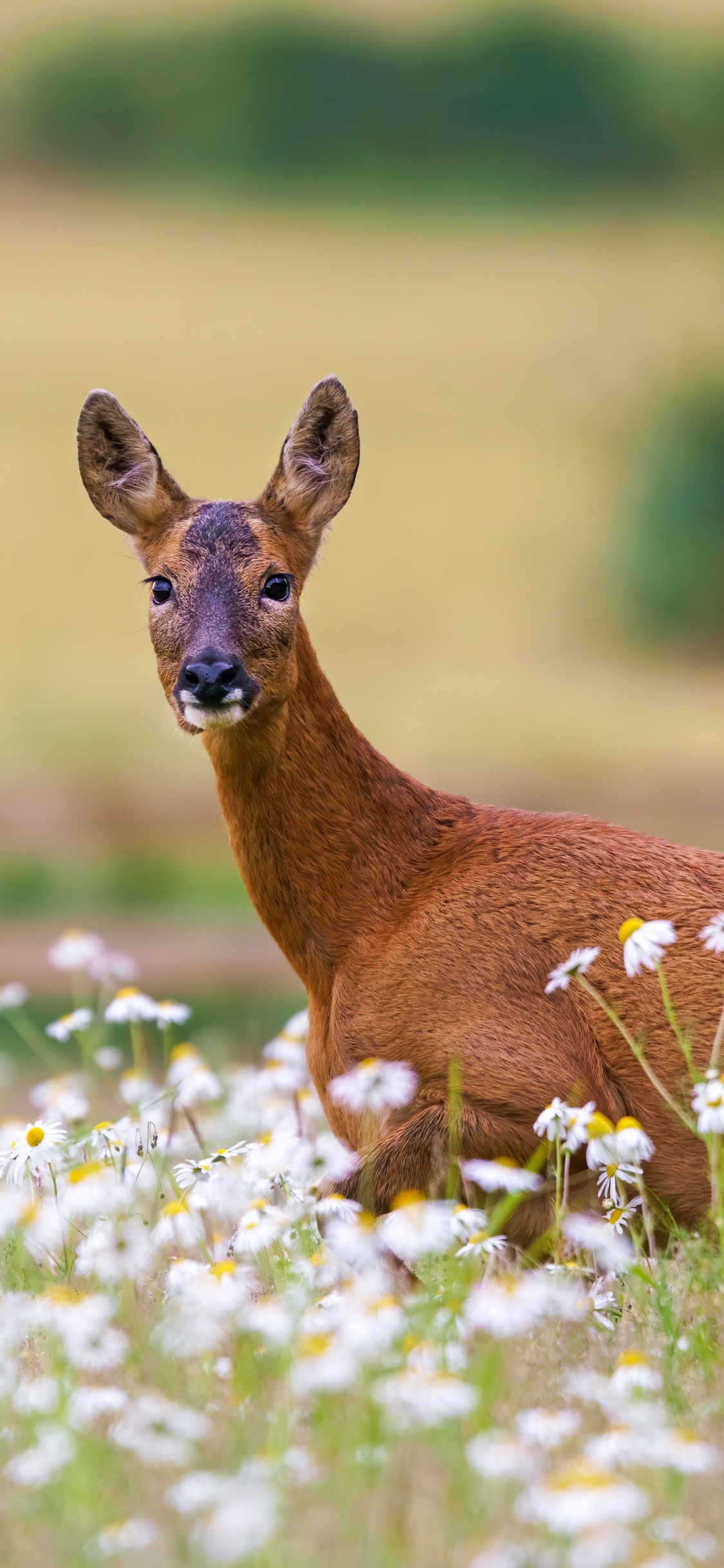 Des Cerfs de Virginie, Pour Les Animaux Terrestres, Faon, Paysage Naturel, Couvre-sol. Wallpaper in 1125x2436 Resolution