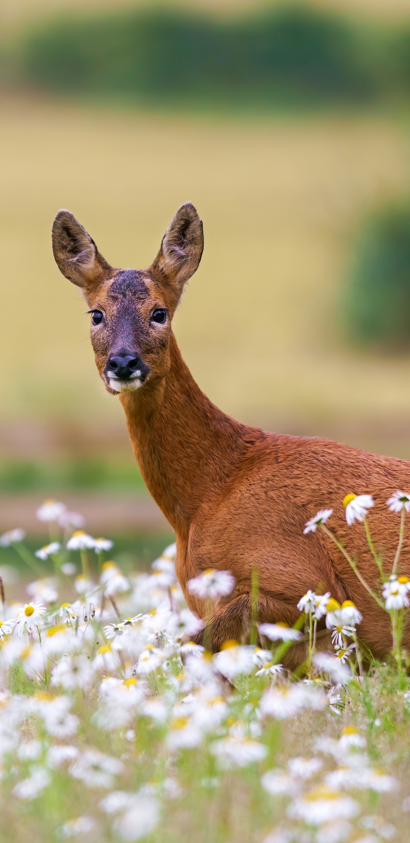 Fauna, Ciervo, Venado Cola Blanca, Los Animales Terrestres, Fawn. Wallpaper in 1440x2960 Resolution
