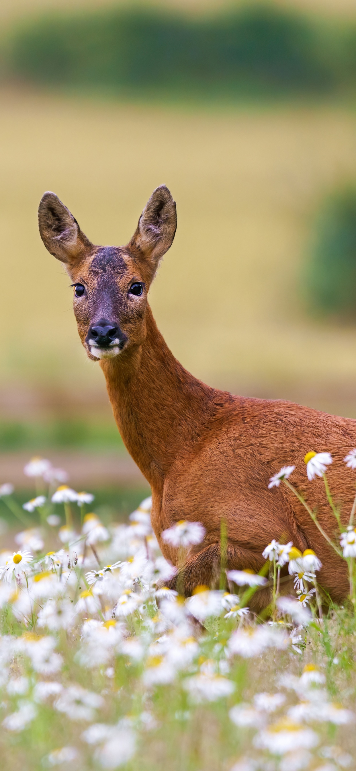 Wildlife, Deer, White Tailed Deer, Flower, Plant. Wallpaper in 1242x2688 Resolution