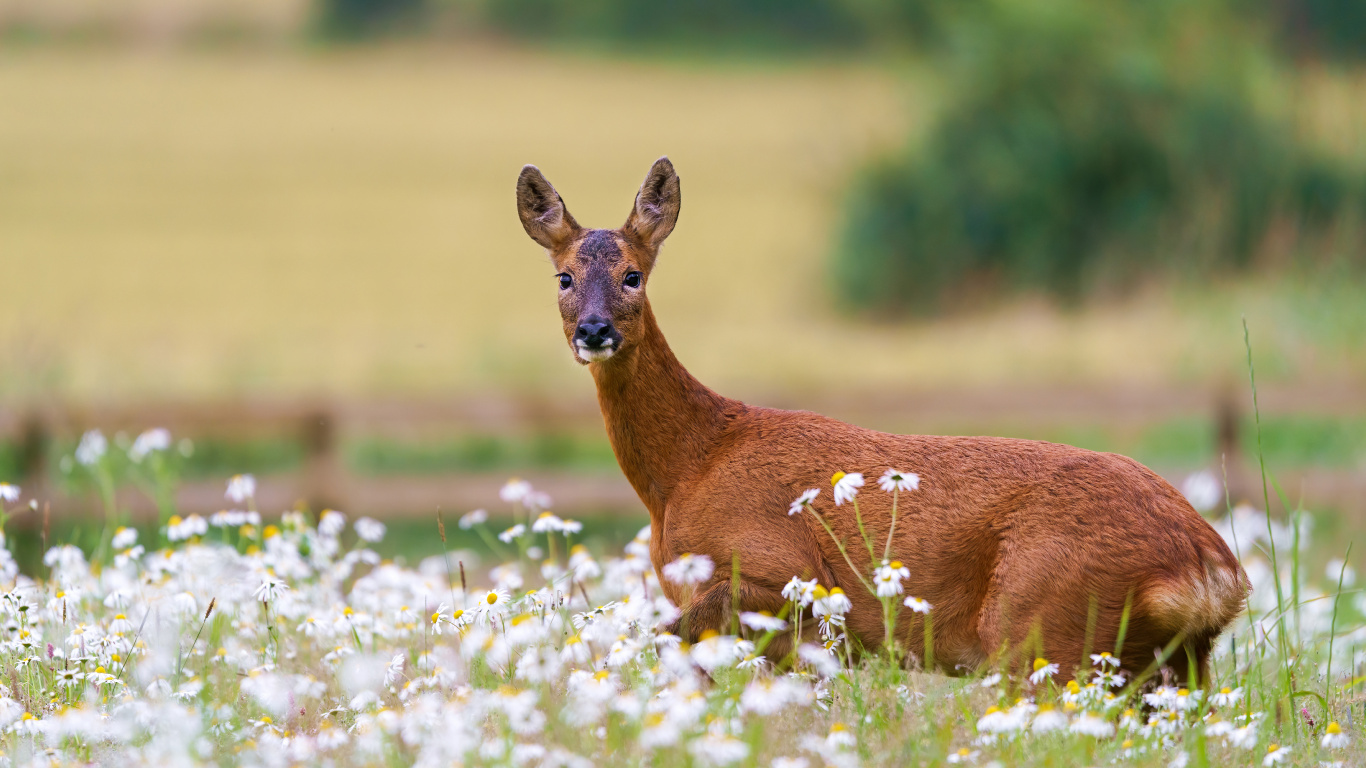 Wildlife, Deer, White Tailed Deer, Flower, Plant. Wallpaper in 1366x768 Resolution