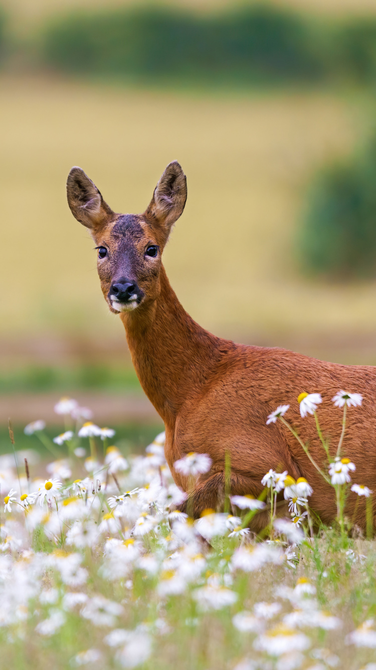 Wildlife, Deer, White Tailed Deer, Flower, Plant. Wallpaper in 750x1334 Resolution
