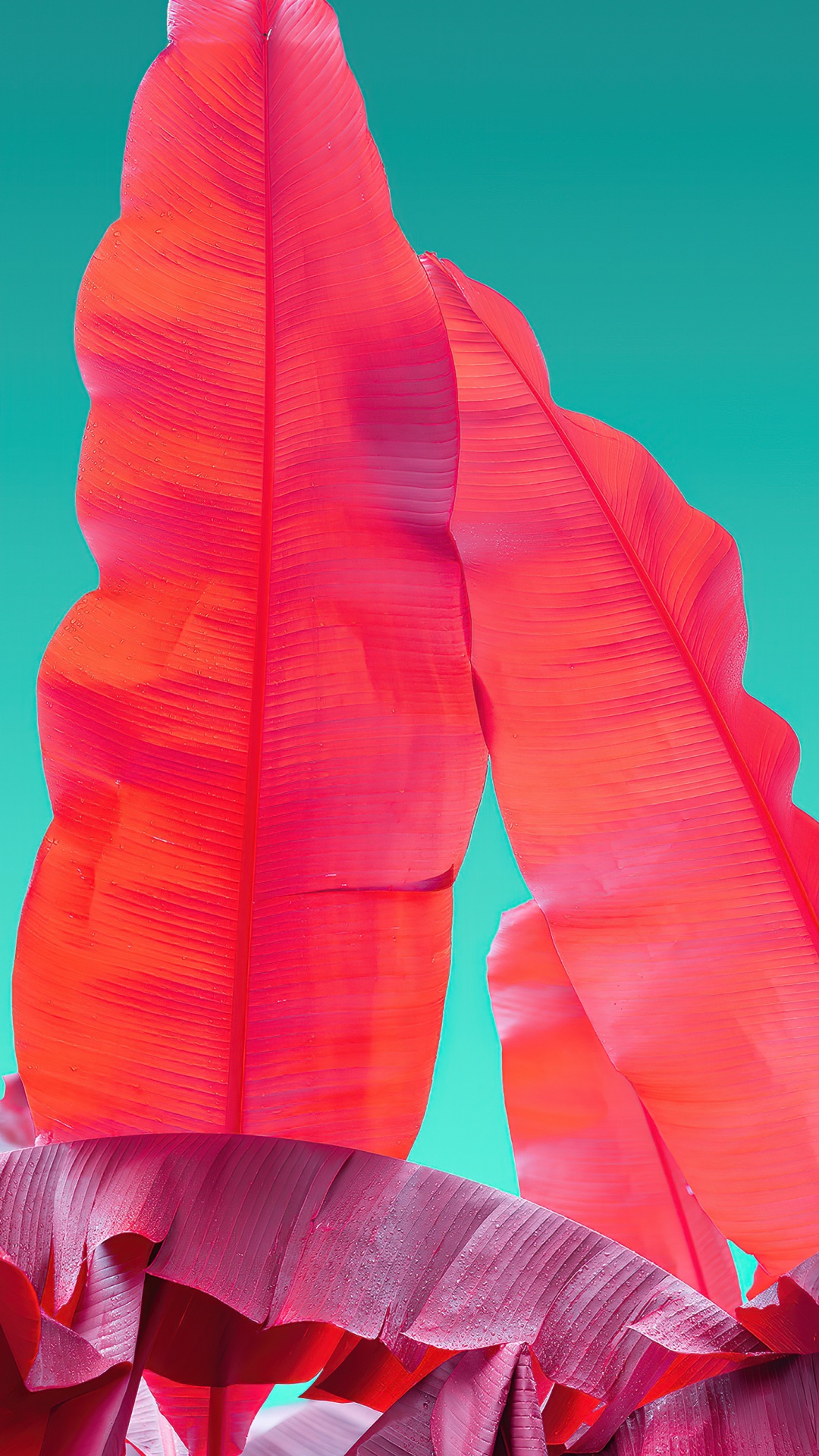 Naranja, Wacom, Adobe, Pétalo, Gesto. Wallpaper in 1080x1920 Resolution