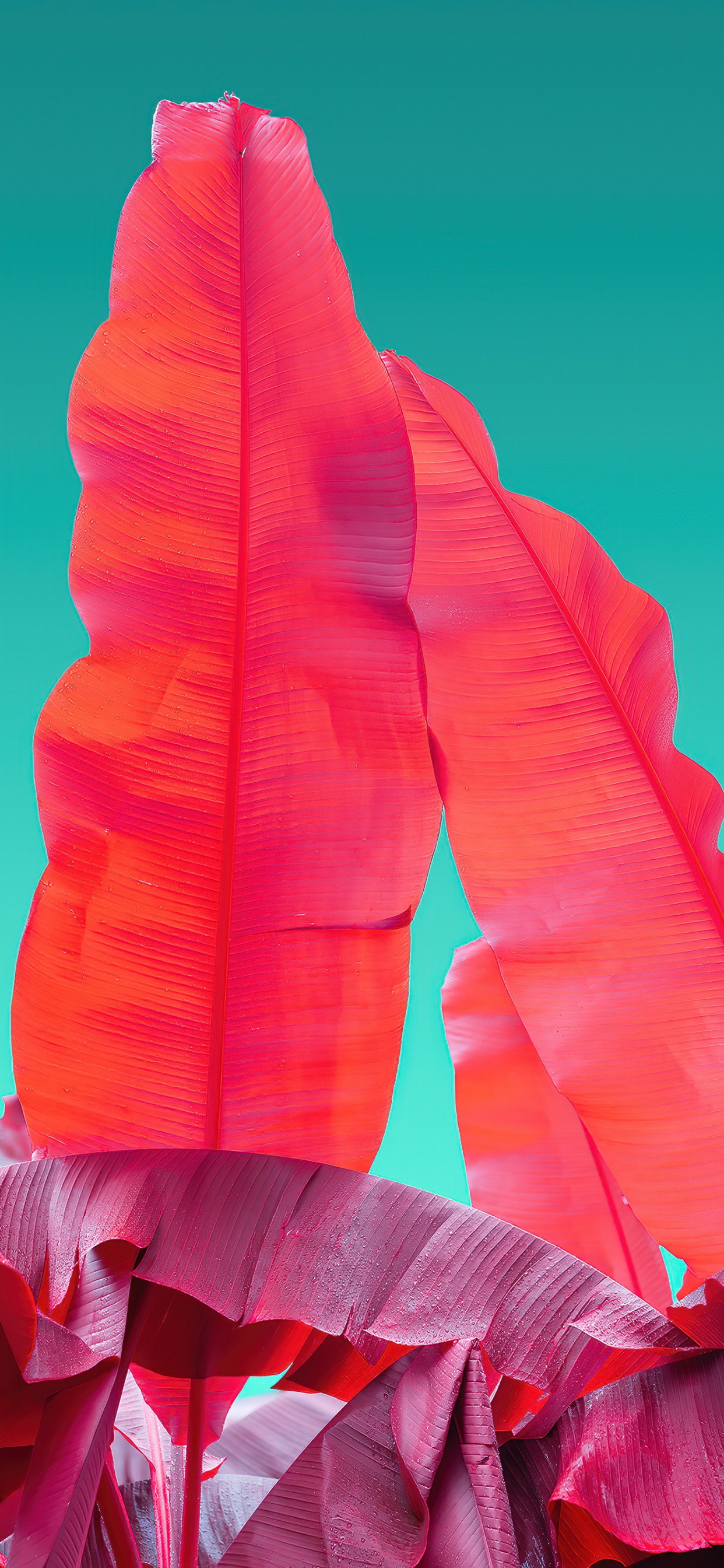 Orange, Wacom, Adobe, Blütenblatt, Geste. Wallpaper in 1242x2688 Resolution