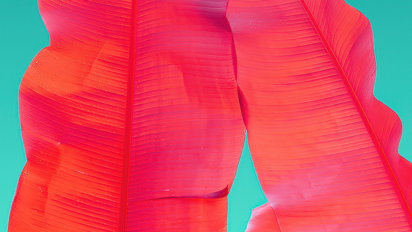 Orange, Wacom, Adobe, Petal, Gesture. Wallpaper in 1366x768 Resolution