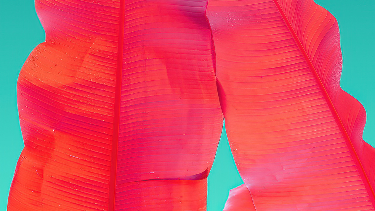 Orange, Wacom, Adobe, Pétale, Geste. Wallpaper in 1280x720 Resolution