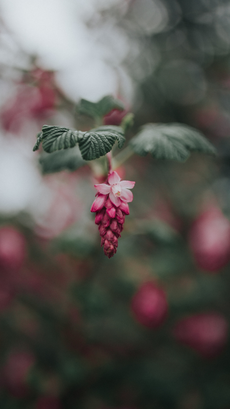 Rote Runde Früchte in Tilt-Shift-Linse. Wallpaper in 750x1334 Resolution