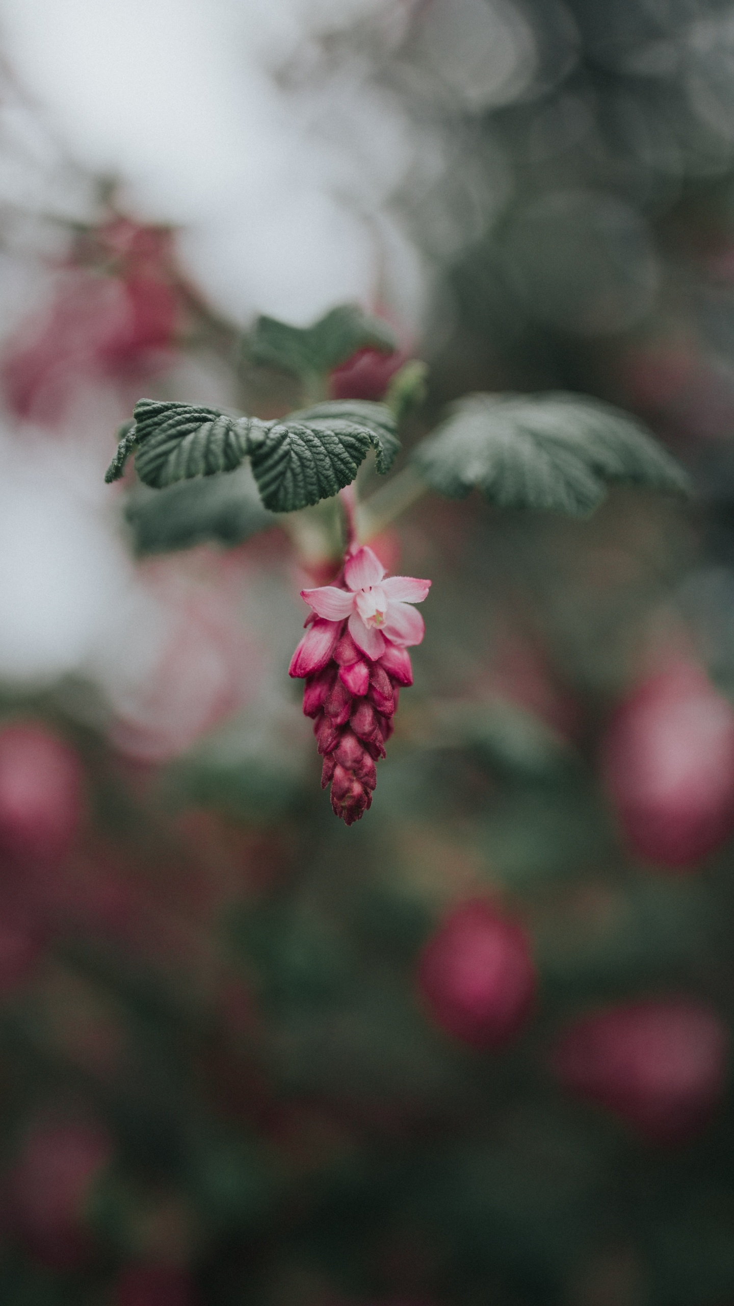 Fruits Ronds Rouges Dans L'objectif à Basculement. Wallpaper in 1440x2560 Resolution