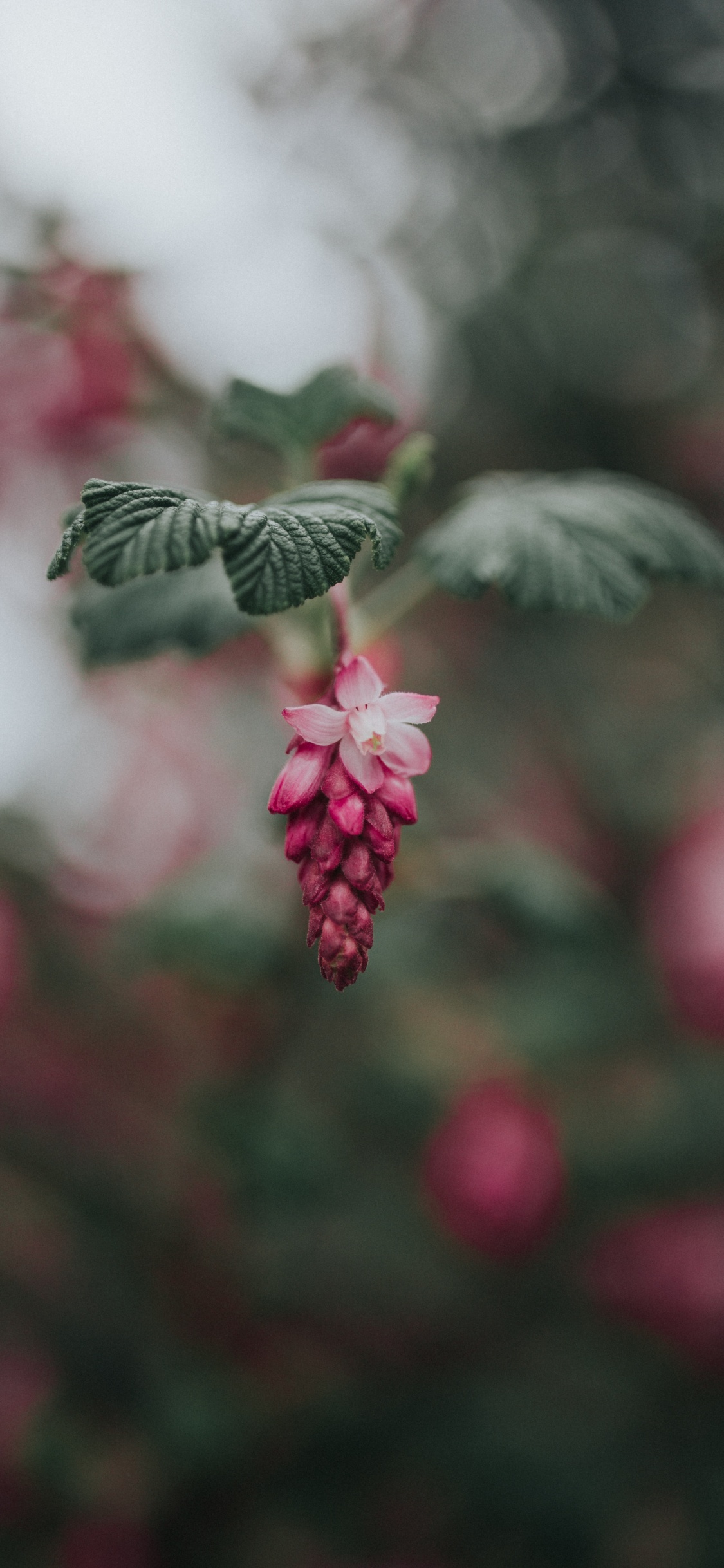 Red Round Fruits in Tilt Shift Lens. Wallpaper in 1125x2436 Resolution