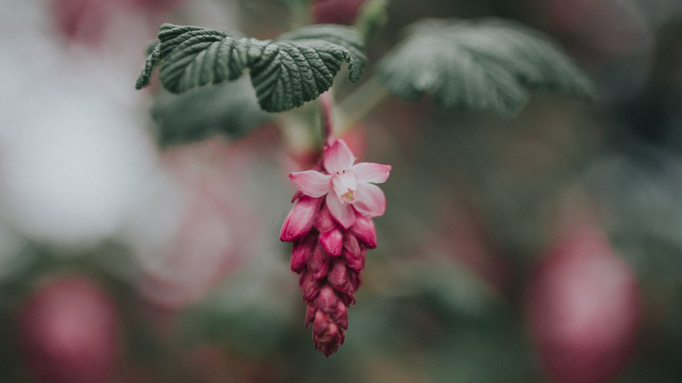 Red Round Fruits in Tilt Shift Lens. Wallpaper in 1366x768 Resolution