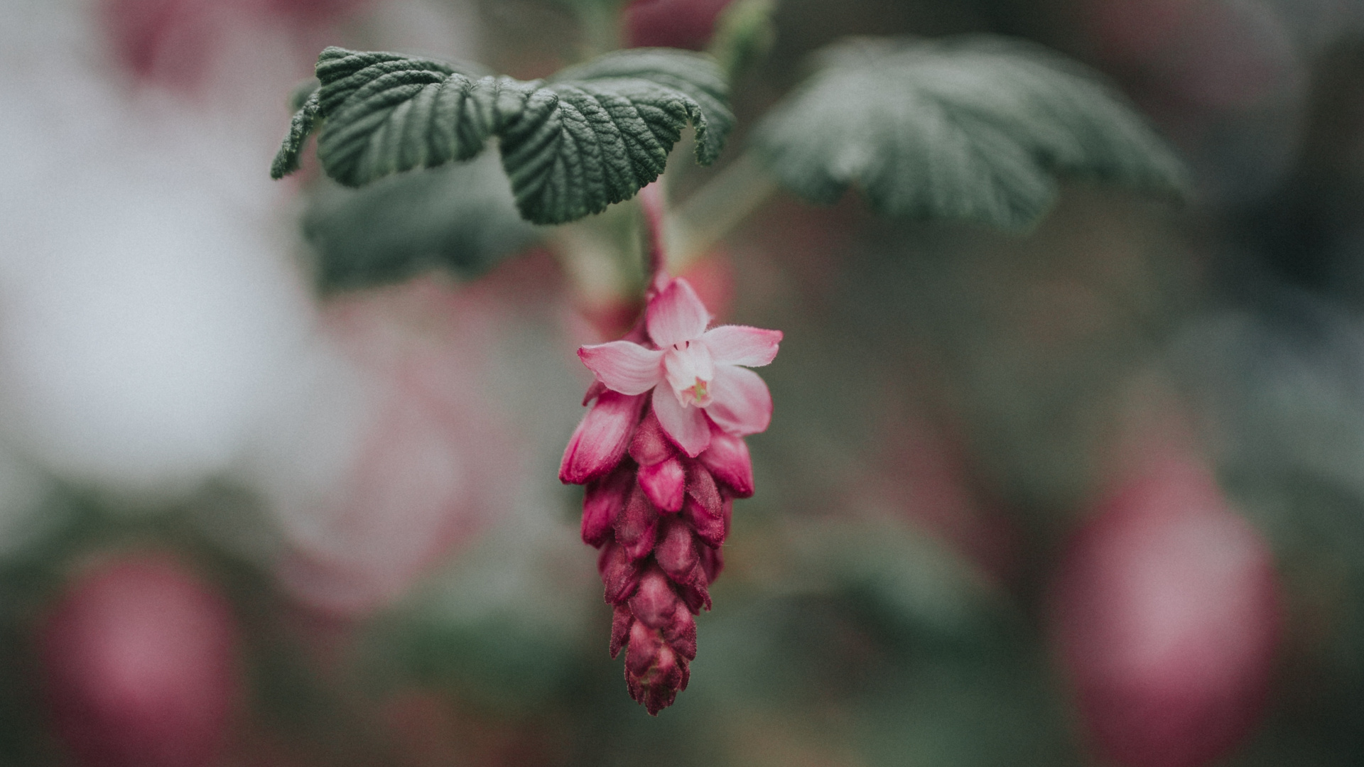 Red Round Fruits in Tilt Shift Lens. Wallpaper in 1920x1080 Resolution