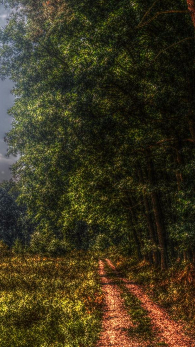 Arbres Verts Sur le Terrain D'herbe Verte Sous Les Nuages Blancs et le Ciel Bleu Pendant la Journée. Wallpaper in 750x1334 Resolution