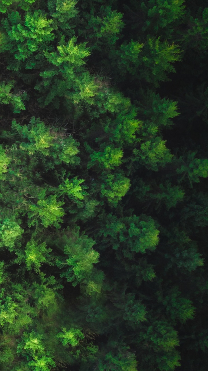 Green Leaves on Brown Soil. Wallpaper in 720x1280 Resolution