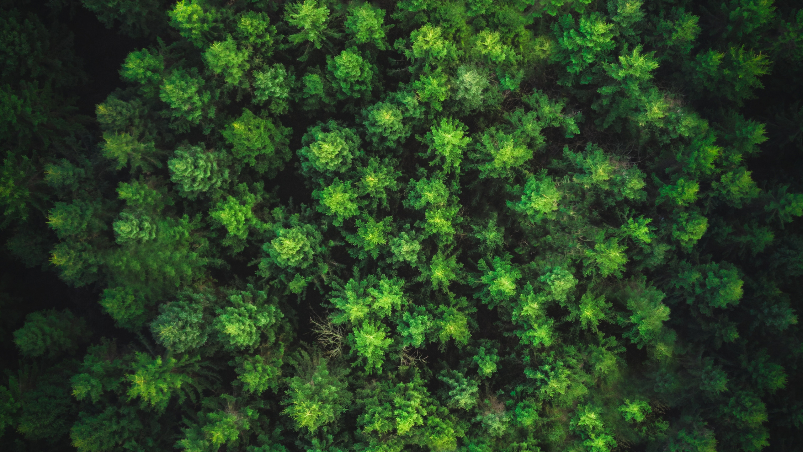 Grüne Blätter Auf Brauner Erde. Wallpaper in 2560x1440 Resolution