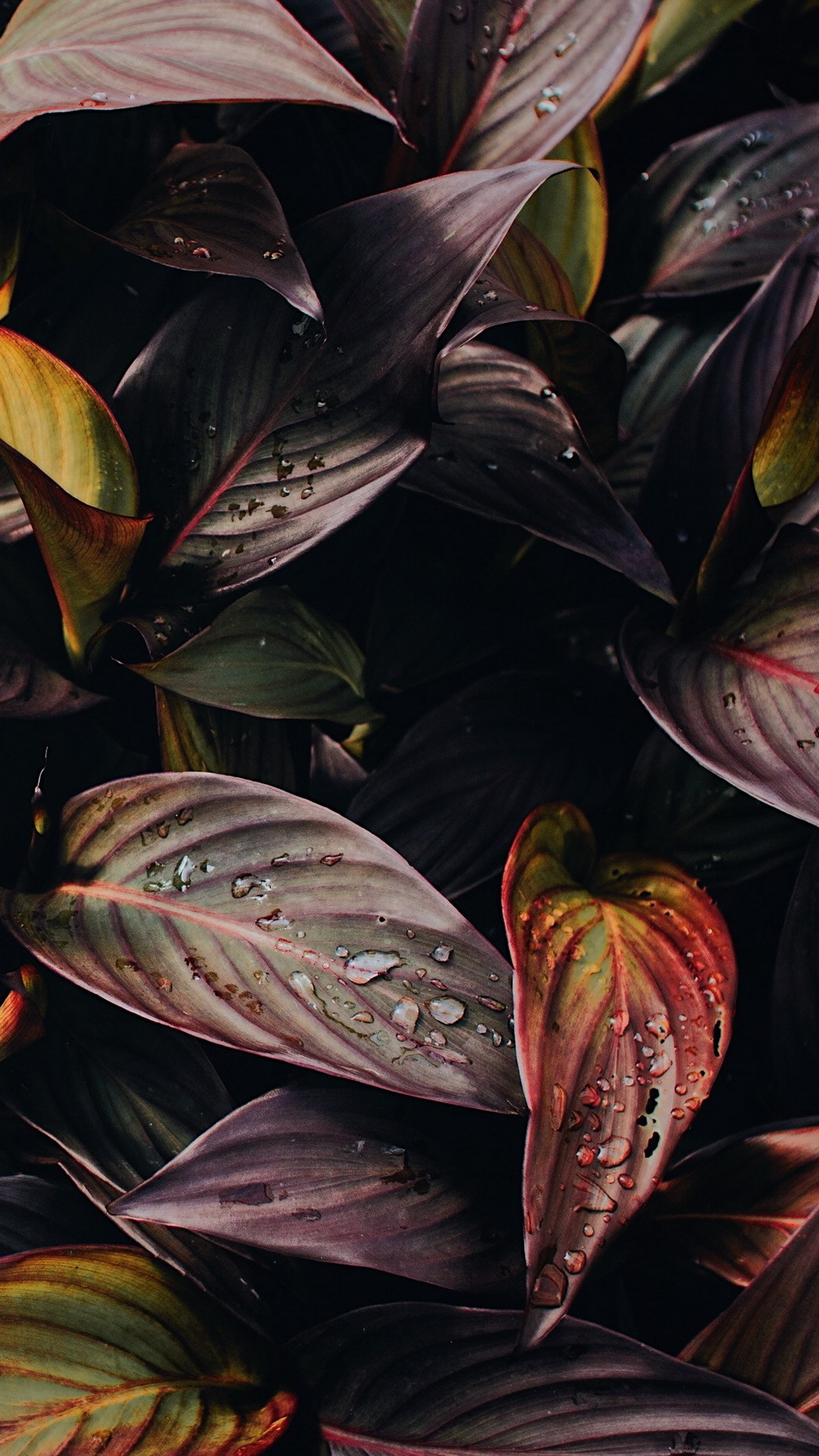 Leaf, Flower, Design, Green, Nature. Wallpaper in 1080x1920 Resolution