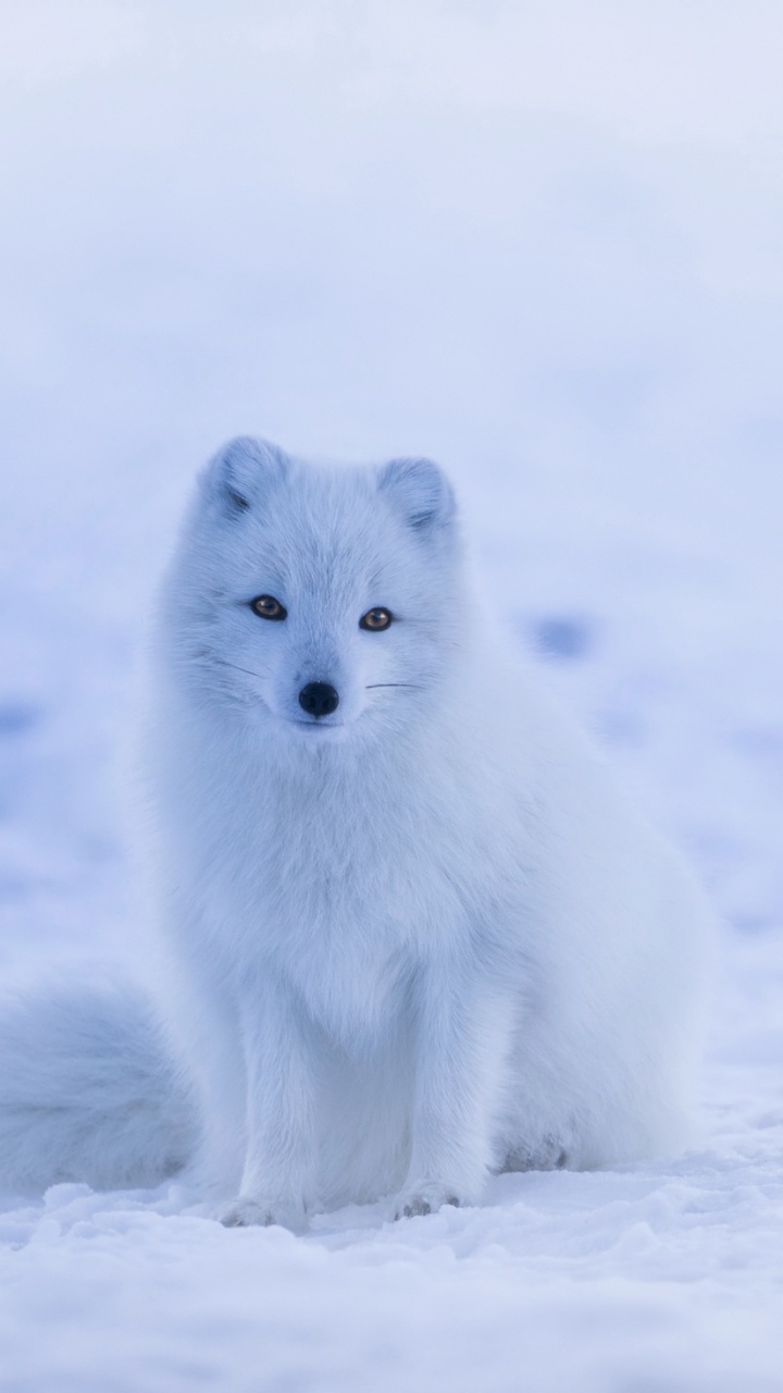 White Fox on Snow Covered Ground During Daytime. Wallpaper in 720x1280 Resolution