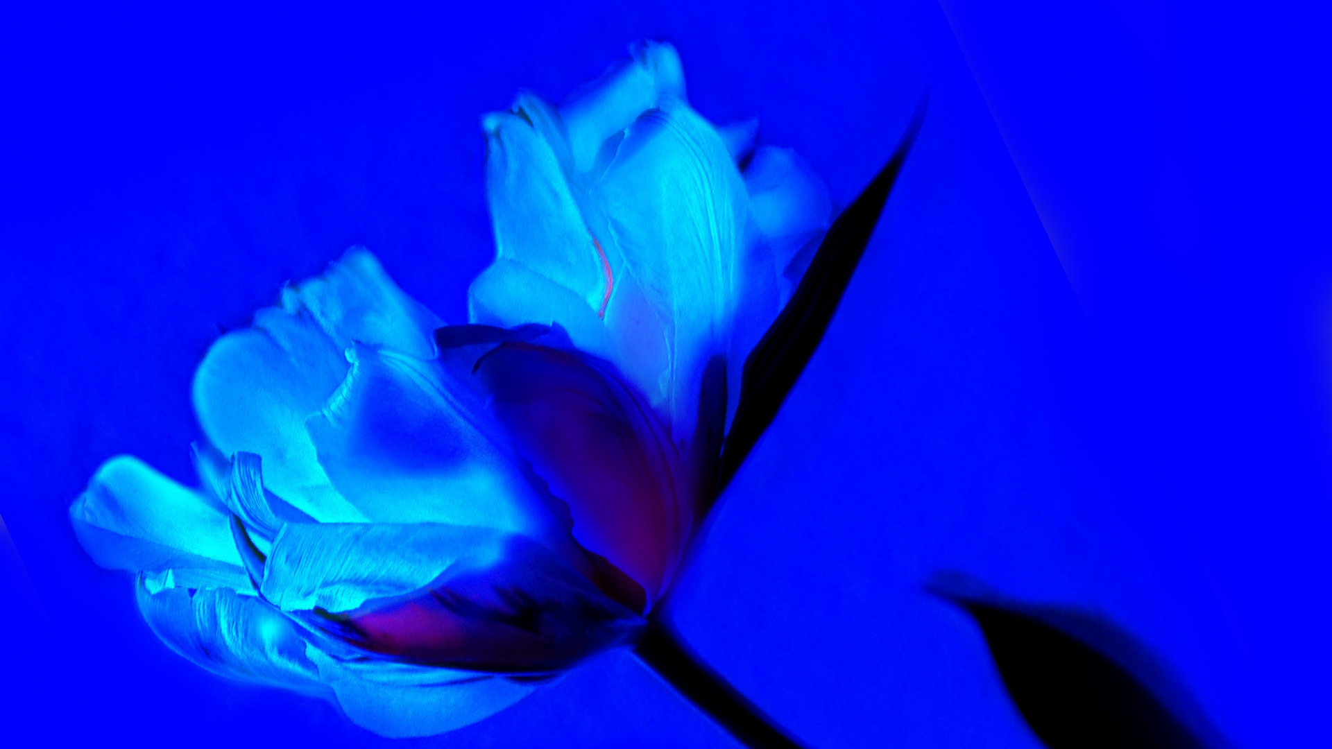 Blue Rose in Close up Photography. Wallpaper in 1920x1080 Resolution