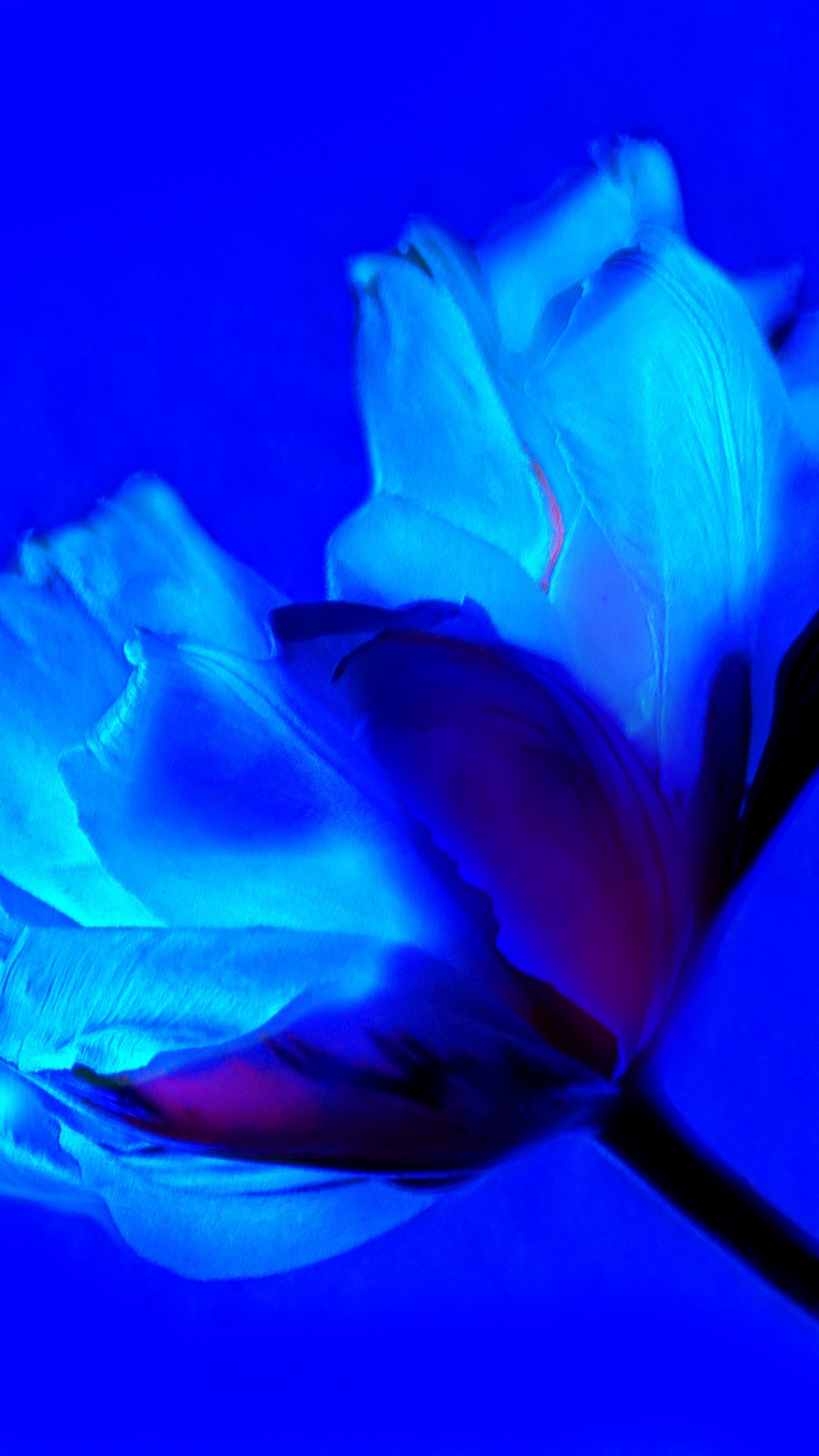 Blaue Rose in Nahaufnahmen. Wallpaper in 1080x1920 Resolution
