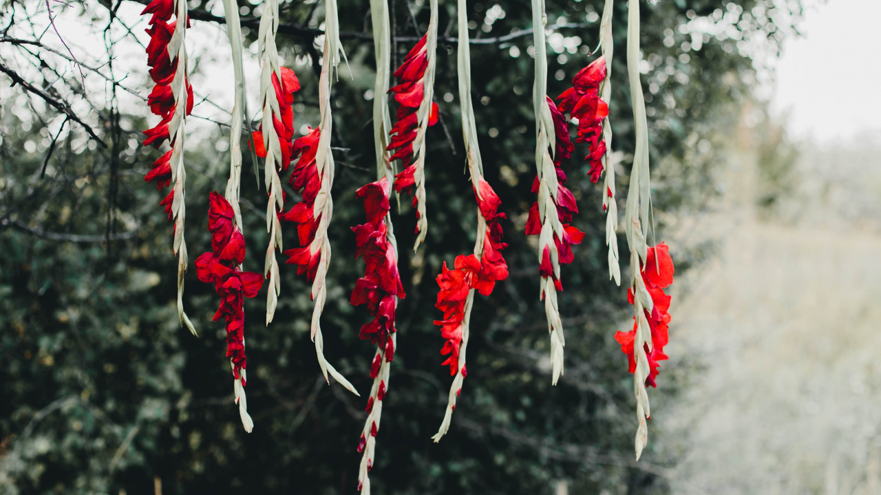 Fleurs Rouges et Blanches Sur le Terrain D'herbe Brune Pendant la Journée. Wallpaper in 1280x720 Resolution