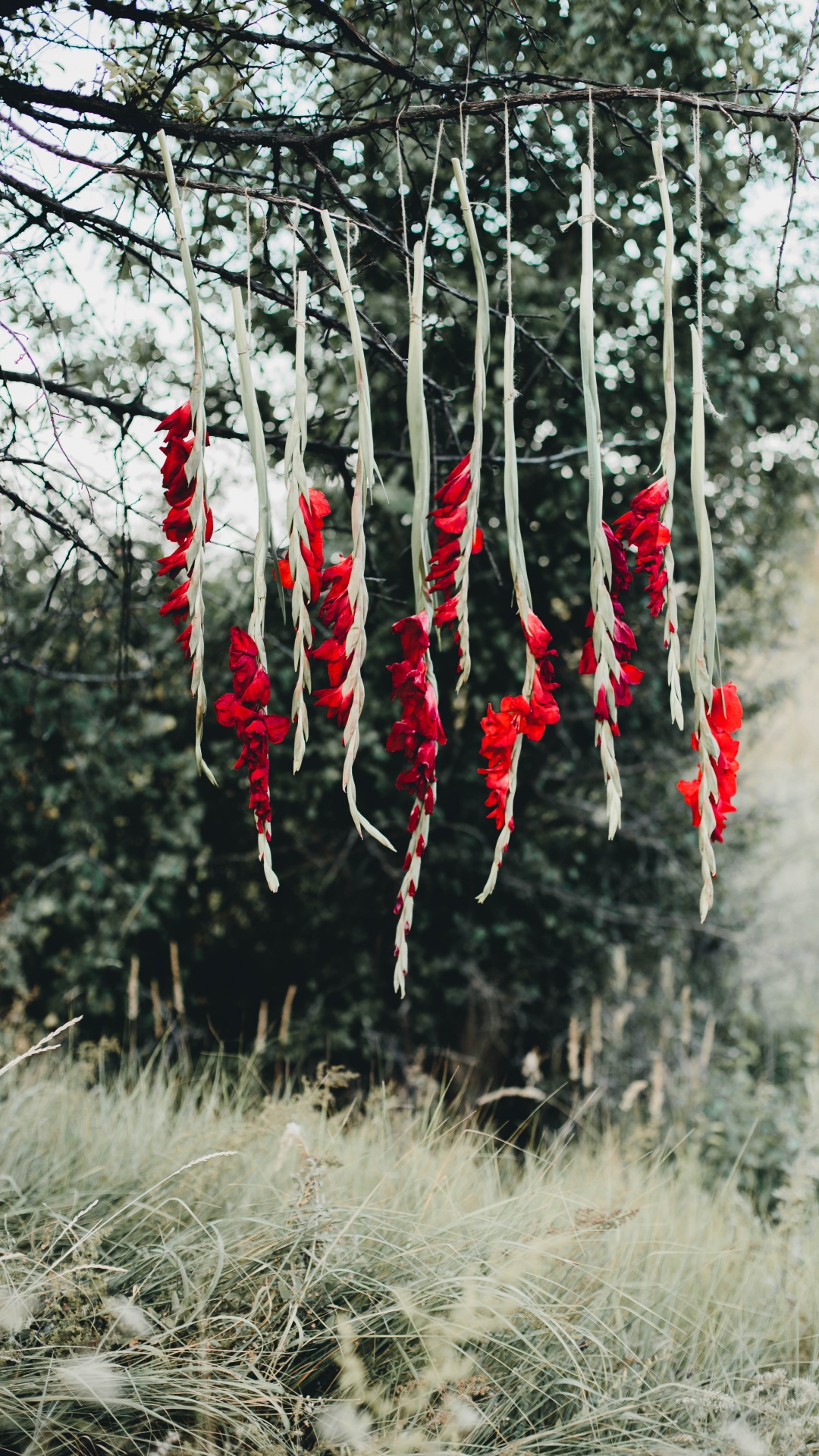 Red and White Flowers on Brown Grass Field During Daytime. Wallpaper in 1080x1920 Resolution