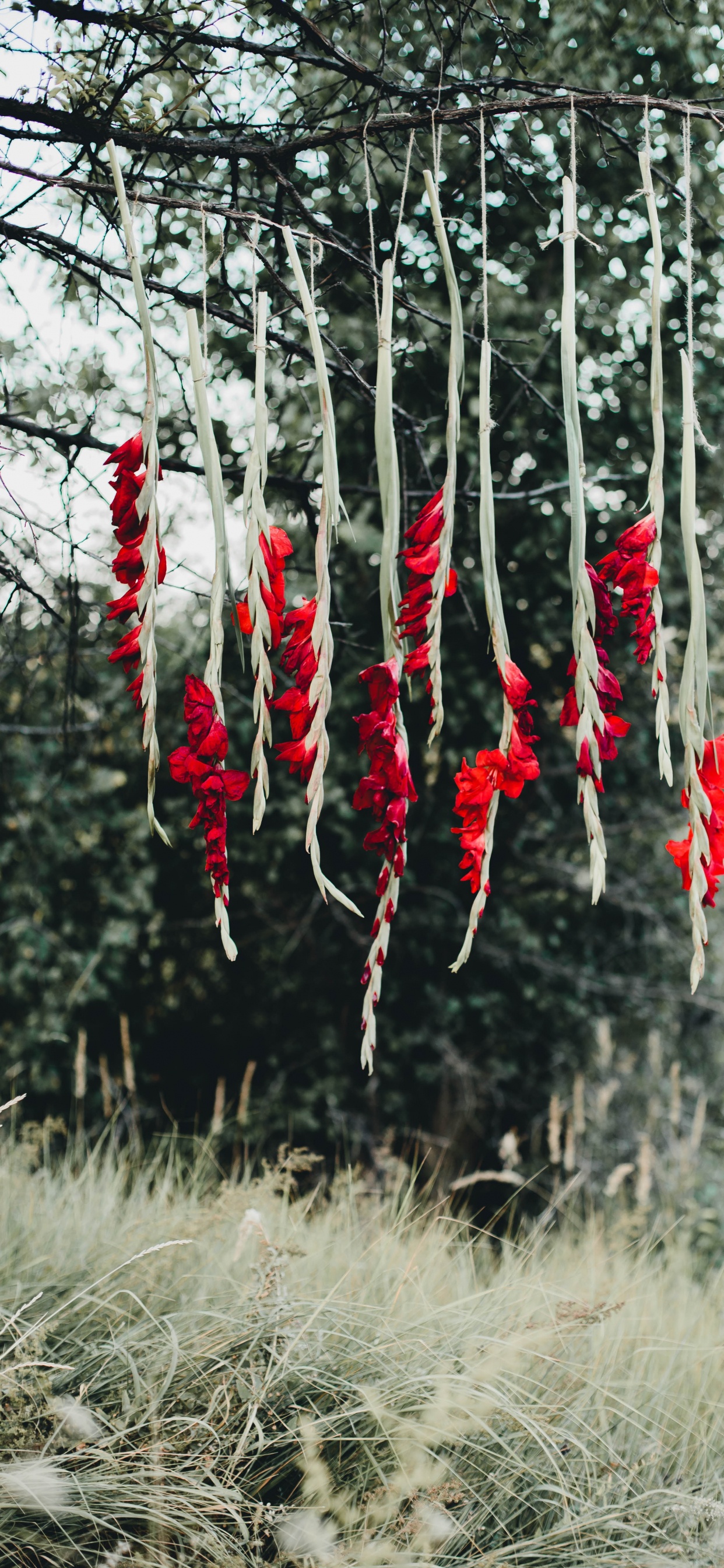 Red and White Flowers on Brown Grass Field During Daytime. Wallpaper in 1242x2688 Resolution