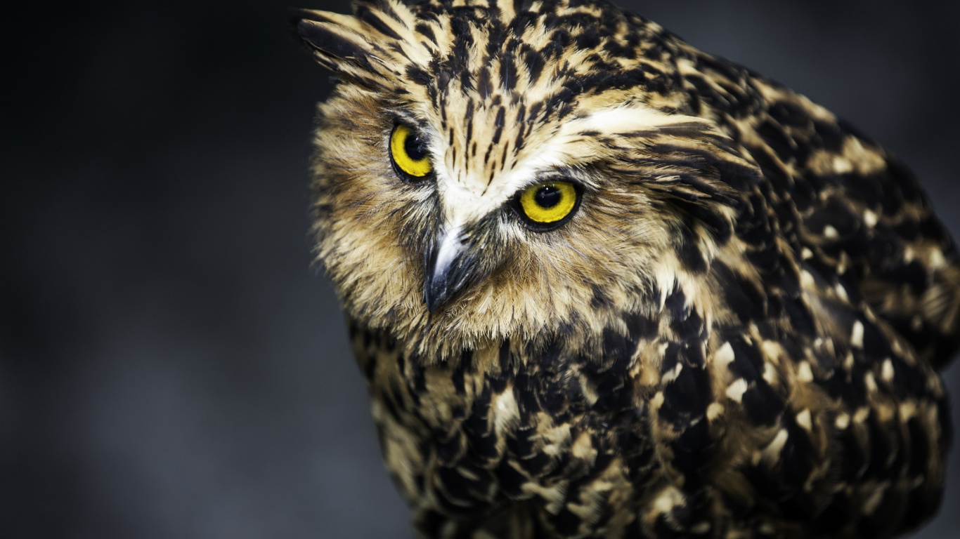 Brown and Black Owl in Close up Photography. Wallpaper in 1366x768 Resolution
