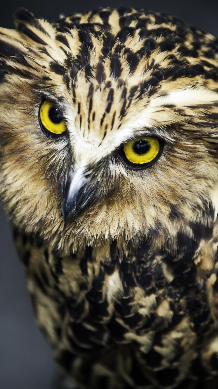 Brown and Black Owl in Close up Photography. Wallpaper in 750x1334 Resolution