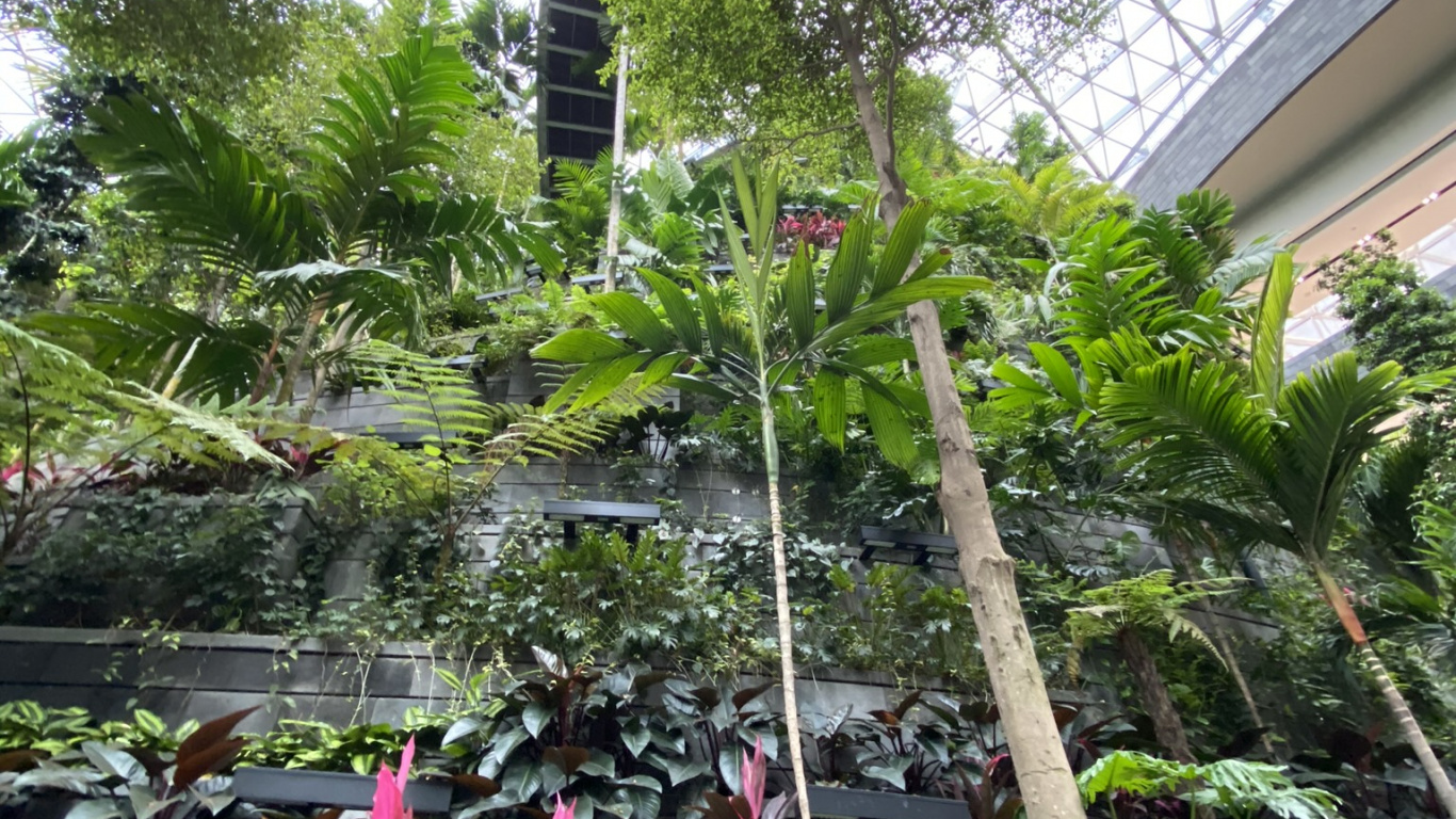 生物群落, 盆栽, 棕榈树, 植被, 花园 壁纸 1366x768 允许