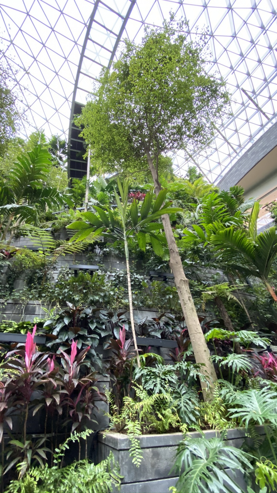 Singapour, Serre, Biome, Plante D'intérieur, Palmier. Wallpaper in 1080x1920 Resolution