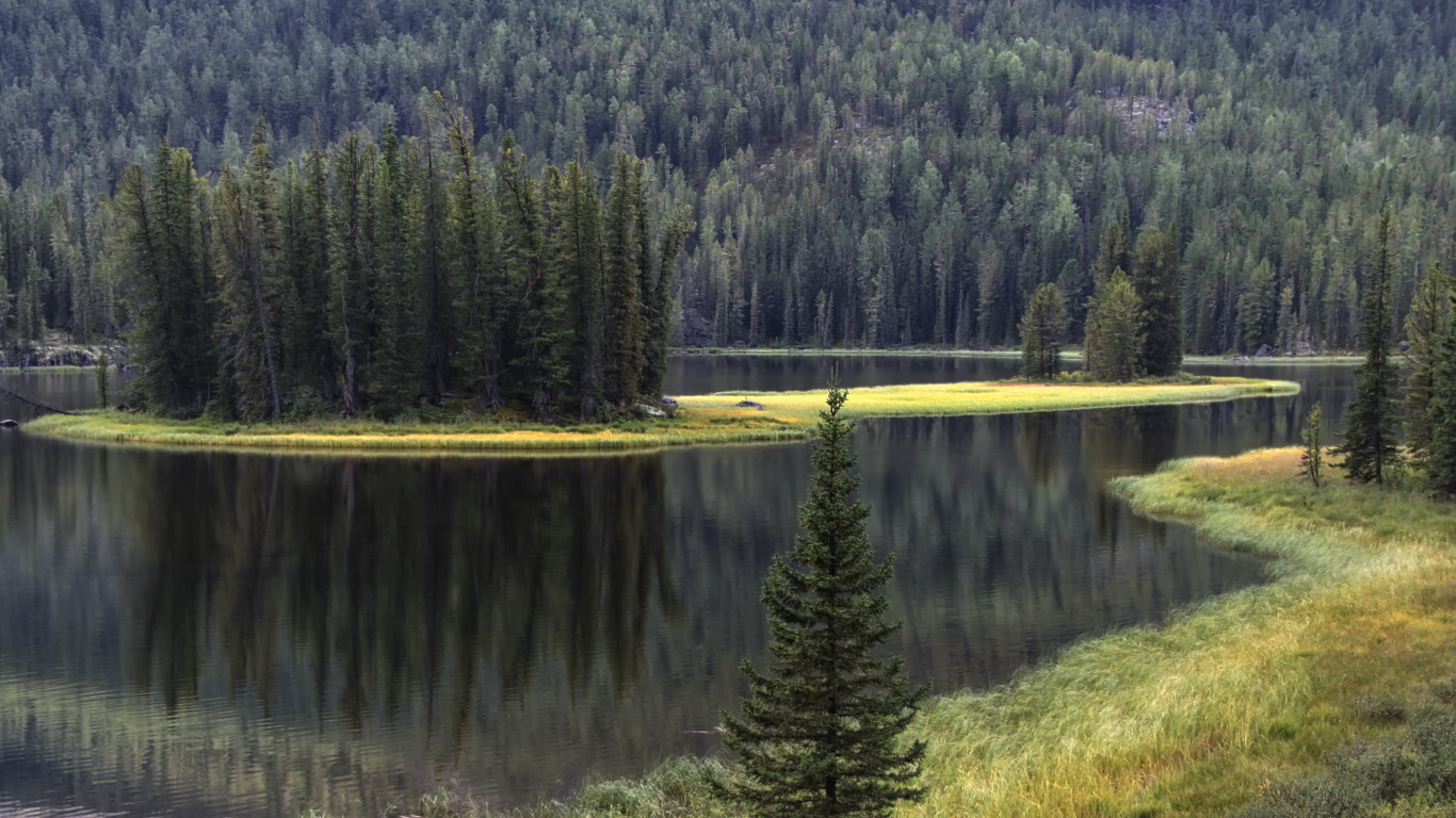 Pinos Verdes Junto al Lago Durante el Día. Wallpaper in 1366x768 Resolution