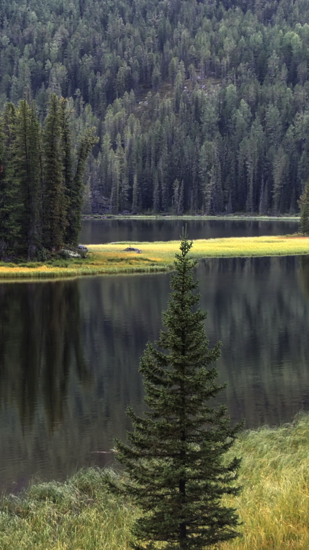 Green Pine Trees Beside Lake During Daytime. Wallpaper in 1080x1920 Resolution