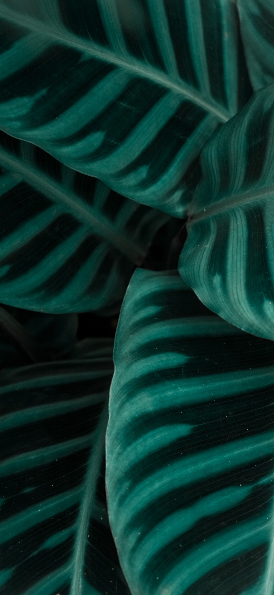 Textil, Gr, Aqua, Teal, Muskel. Wallpaper in 1125x2436 Resolution