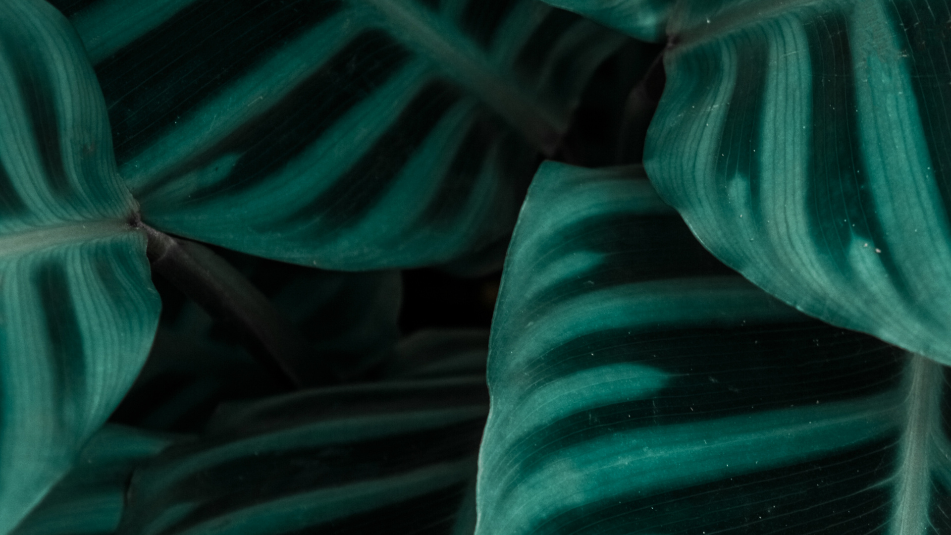 Textil, Verde, Aqua, Teal, Músculos. Wallpaper in 1920x1080 Resolution