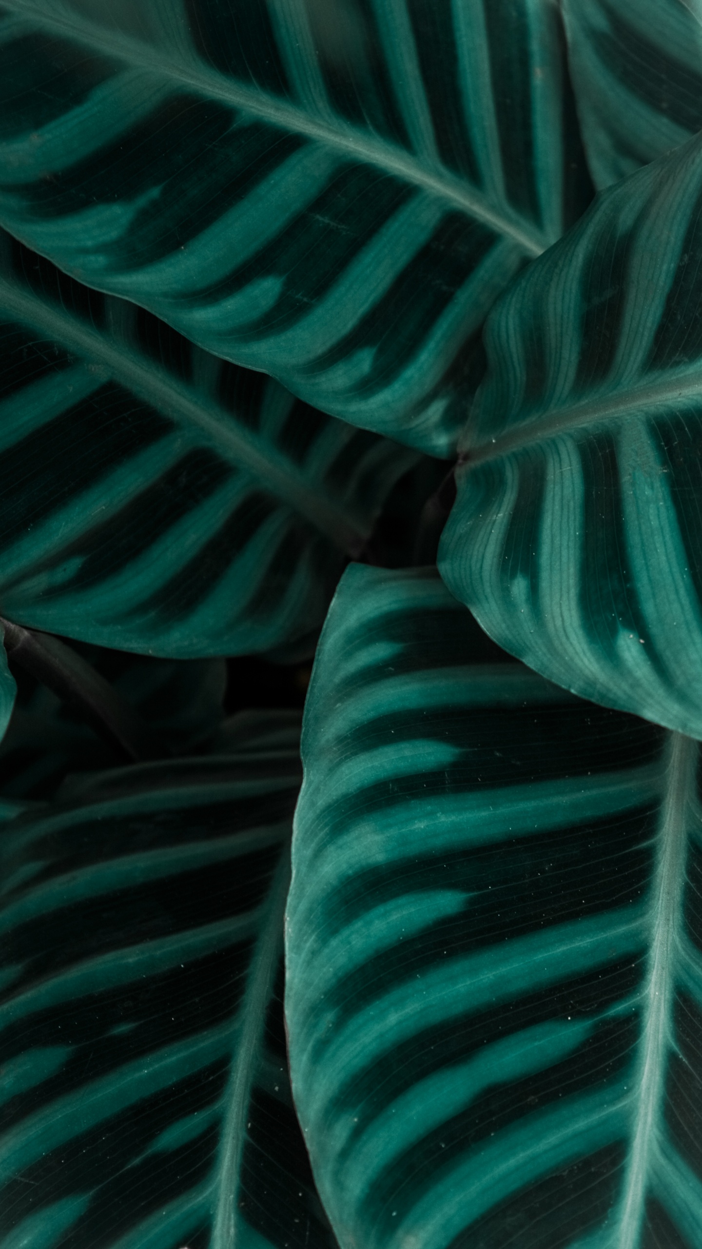 Textile, Green, Aqua, Sarcelle, Muscle. Wallpaper in 1440x2560 Resolution