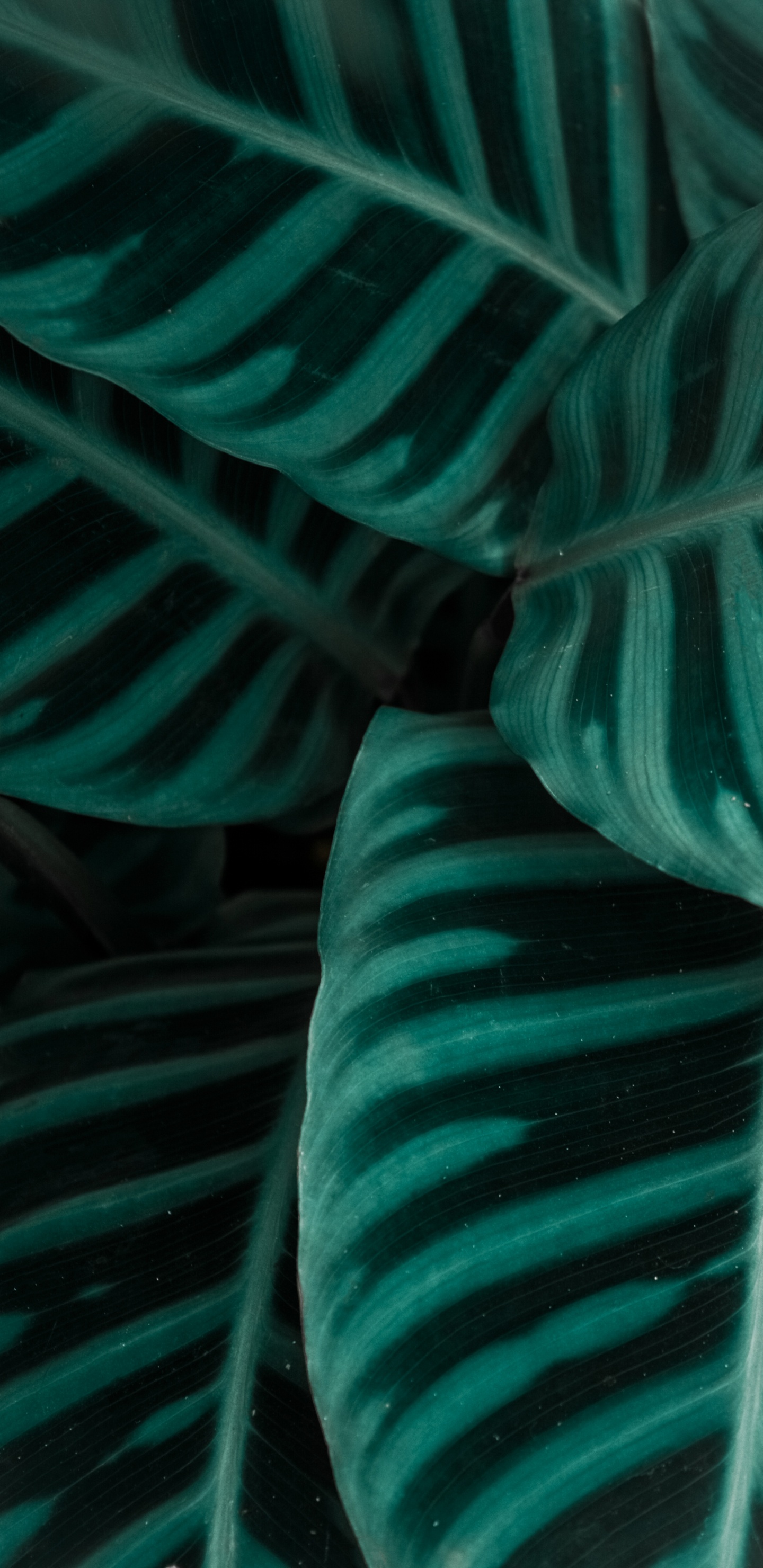 Textile, Green, Aqua, Sarcelle, Muscle. Wallpaper in 1440x2960 Resolution