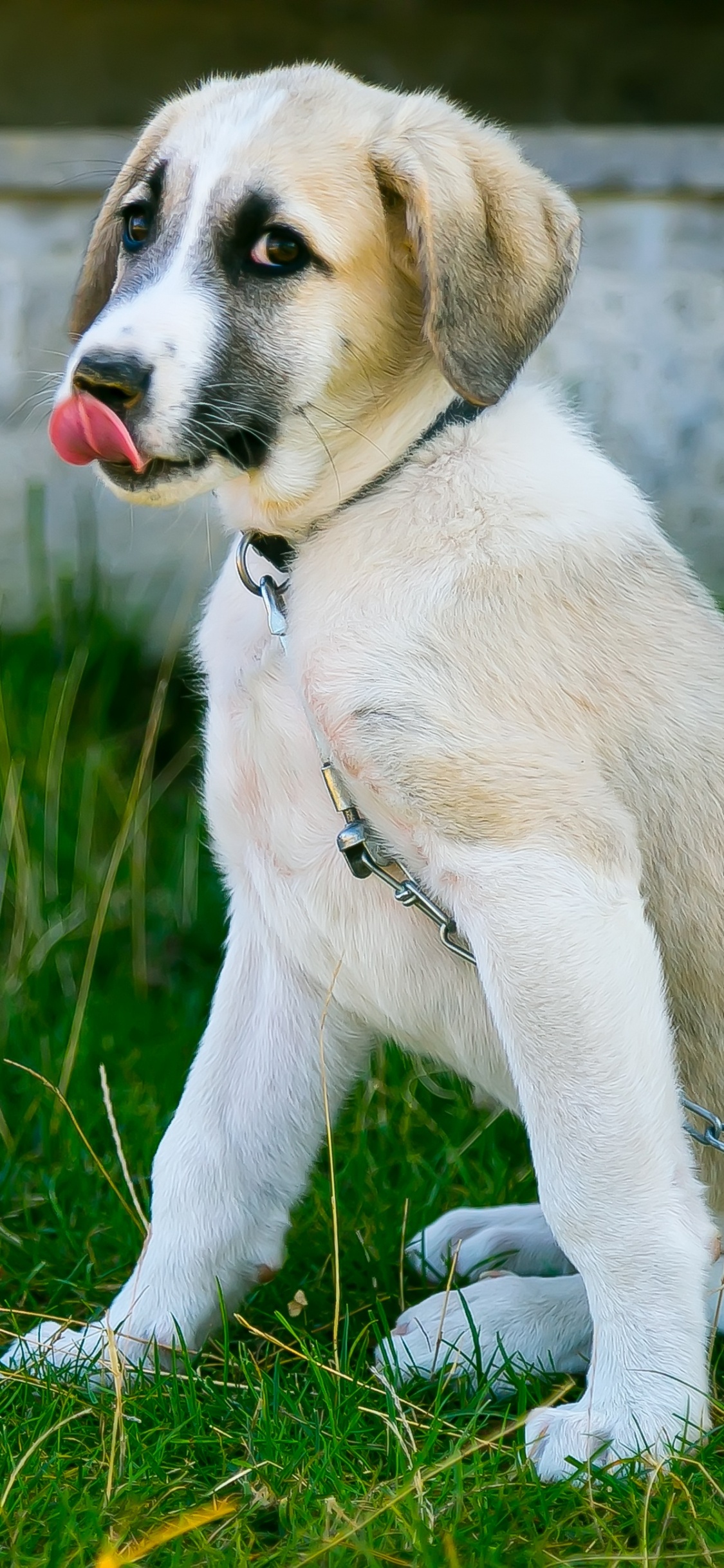 White and Brown Short Coated Dog on Green Grass During Daytime. Wallpaper in 1125x2436 Resolution