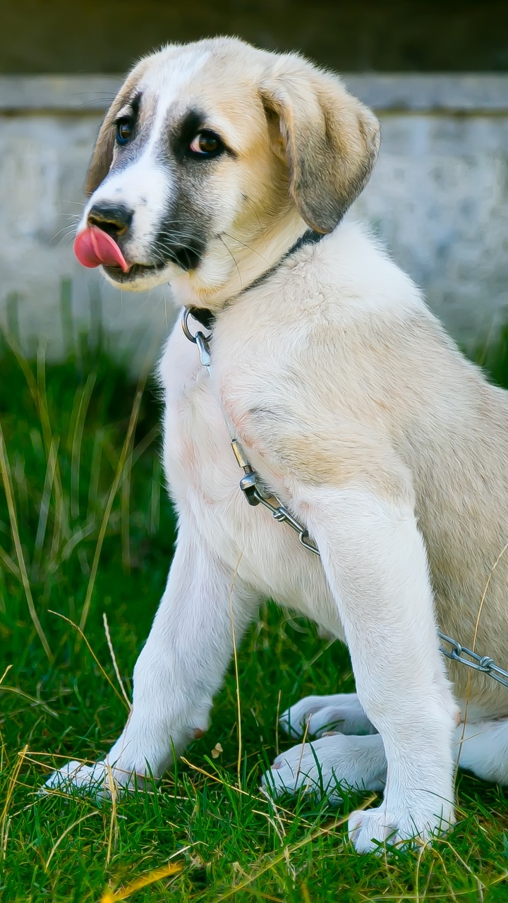 White and Brown Short Coated Dog on Green Grass During Daytime. Wallpaper in 720x1280 Resolution