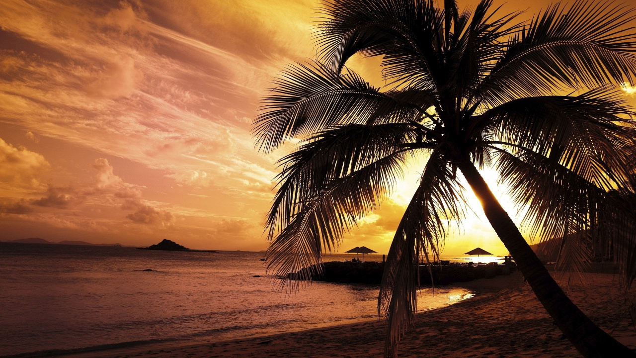 Palm Tree on Beach Shore During Sunset. Wallpaper in 1280x720 Resolution