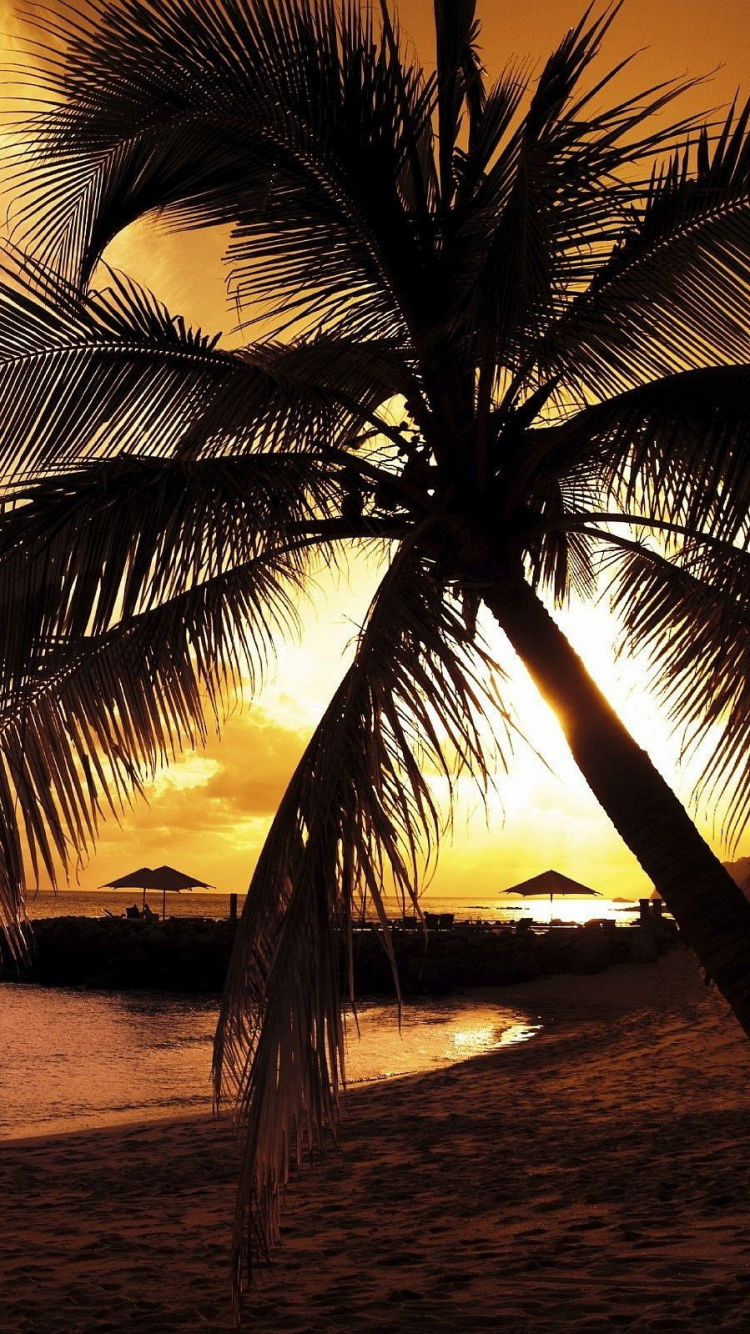 Palm Tree on Beach Shore During Sunset. Wallpaper in 750x1334 Resolution