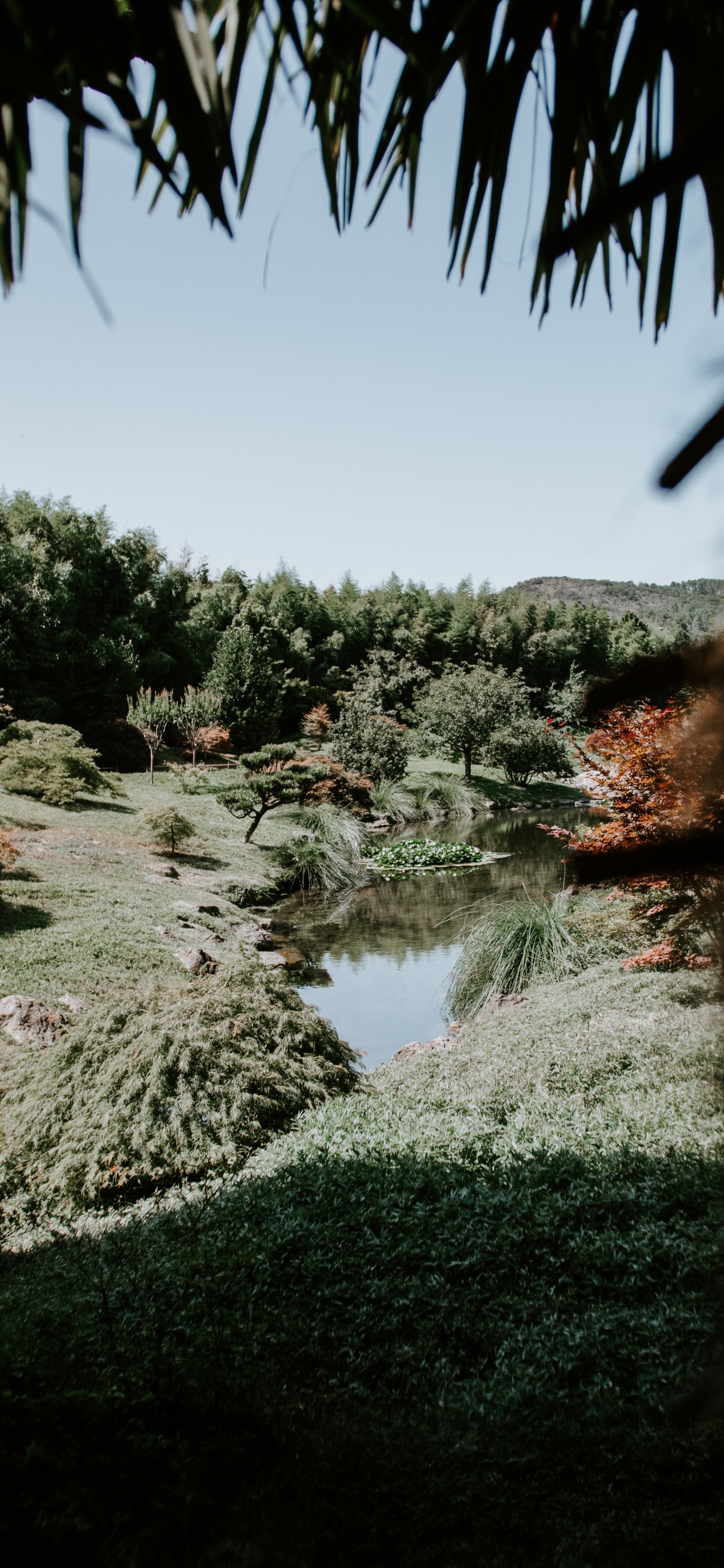 Natur, Baum, Vegetation, Wasser, Naturlandschaft. Wallpaper in 1242x2688 Resolution