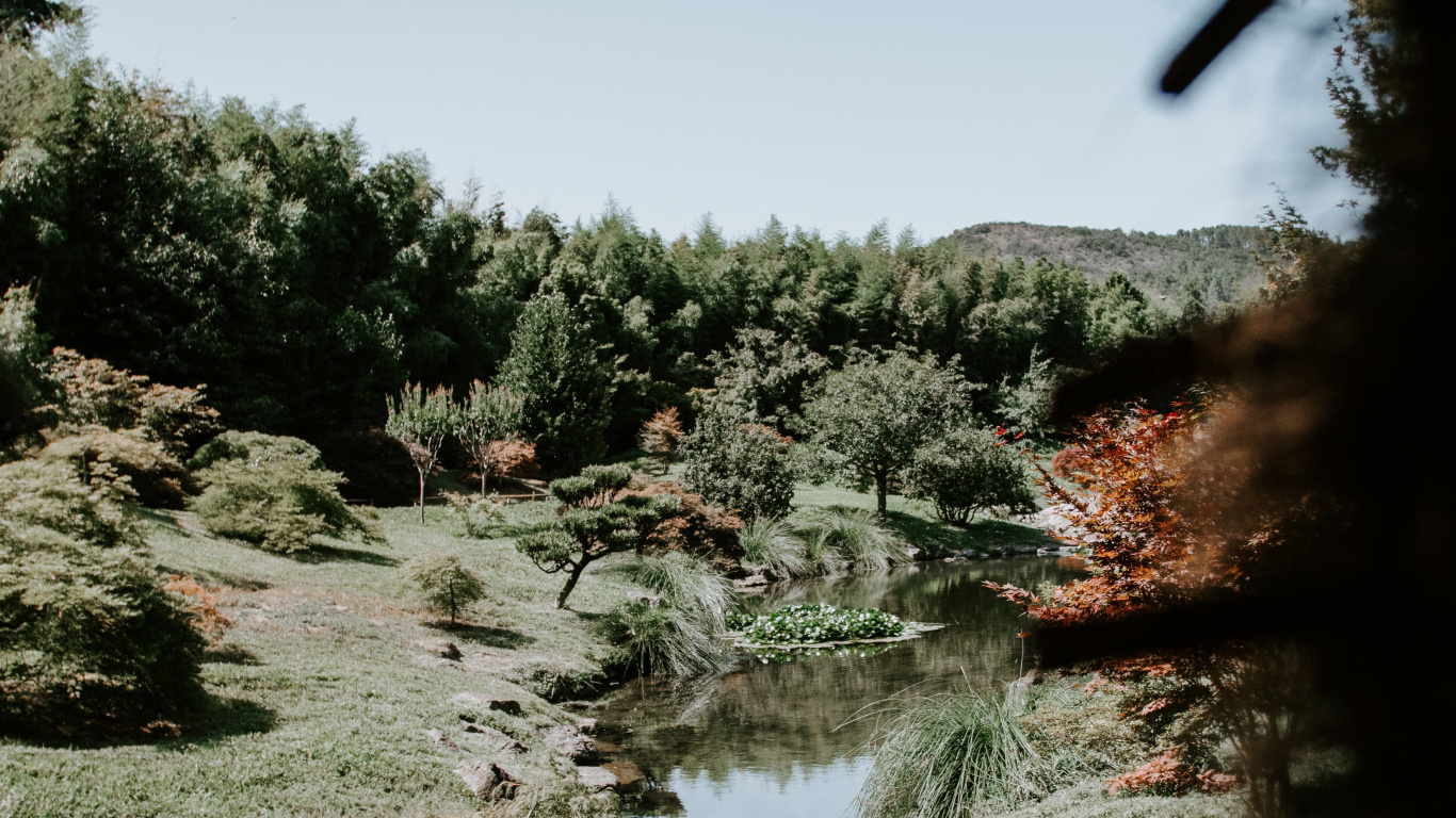 Natur, Baum, Vegetation, Wasser, Naturlandschaft. Wallpaper in 1366x768 Resolution