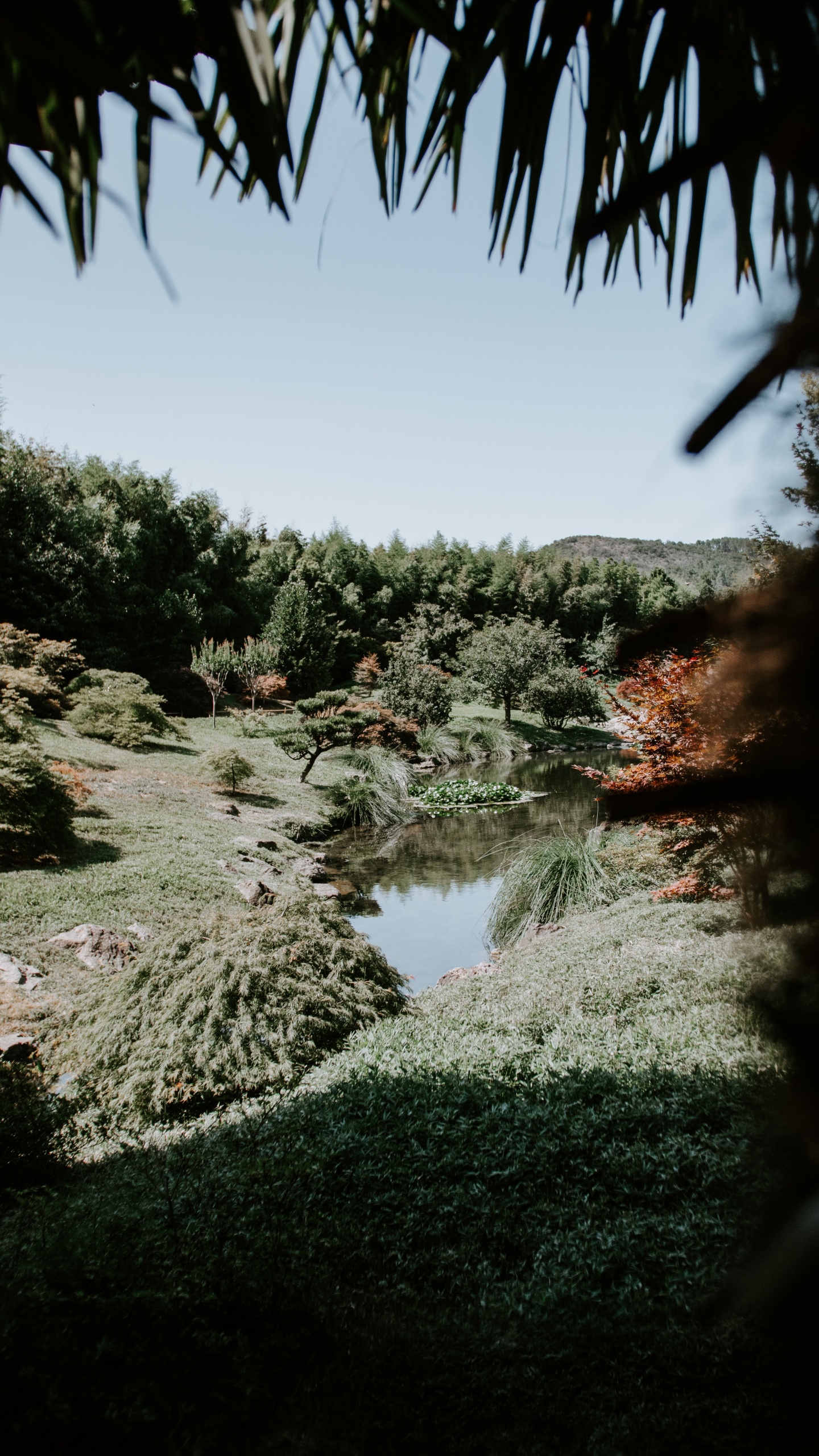 Natur, Baum, Vegetation, Wasser, Naturlandschaft. Wallpaper in 1440x2560 Resolution