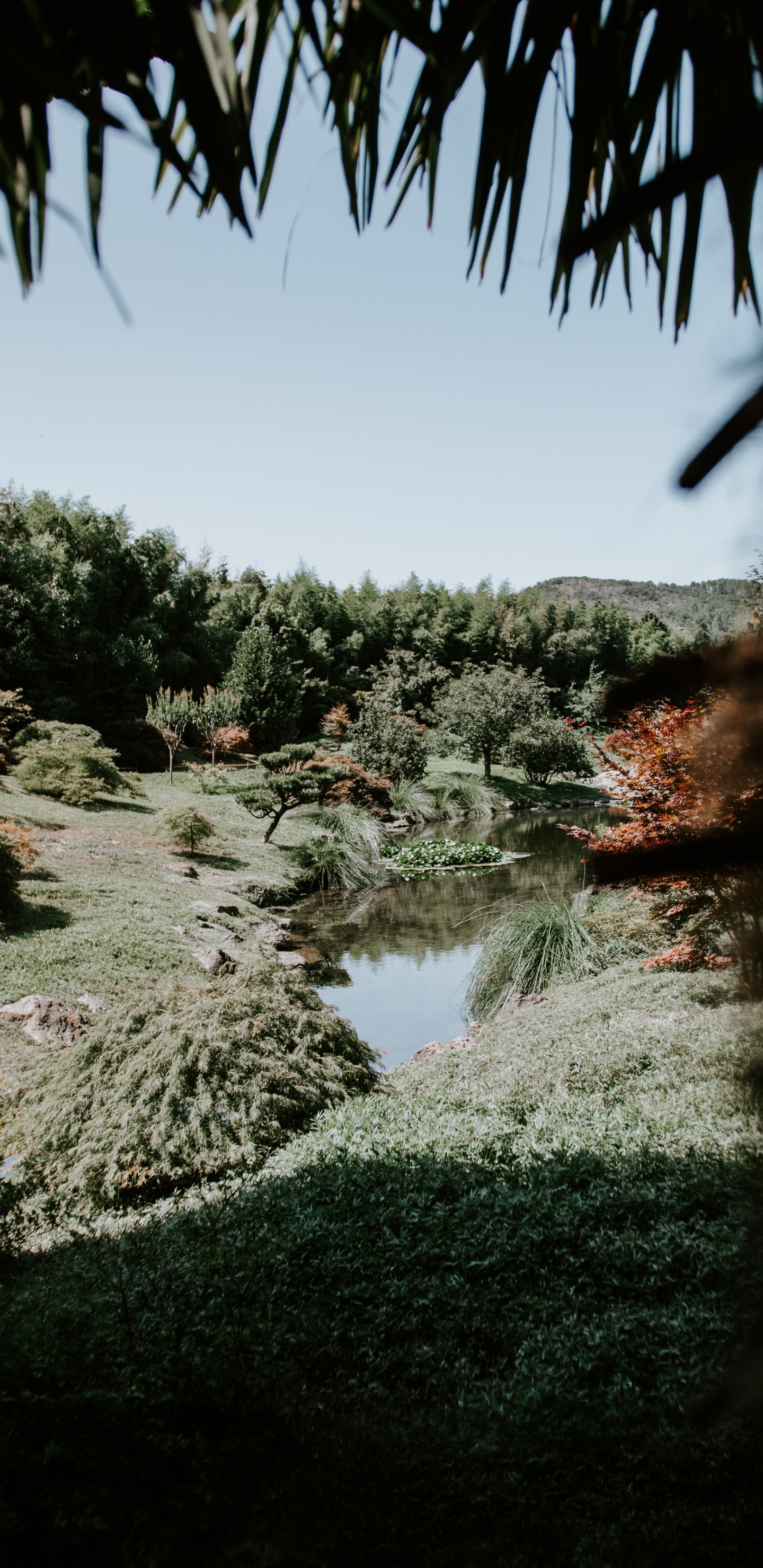 Natur, Baum, Vegetation, Wasser, Naturlandschaft. Wallpaper in 1440x2960 Resolution