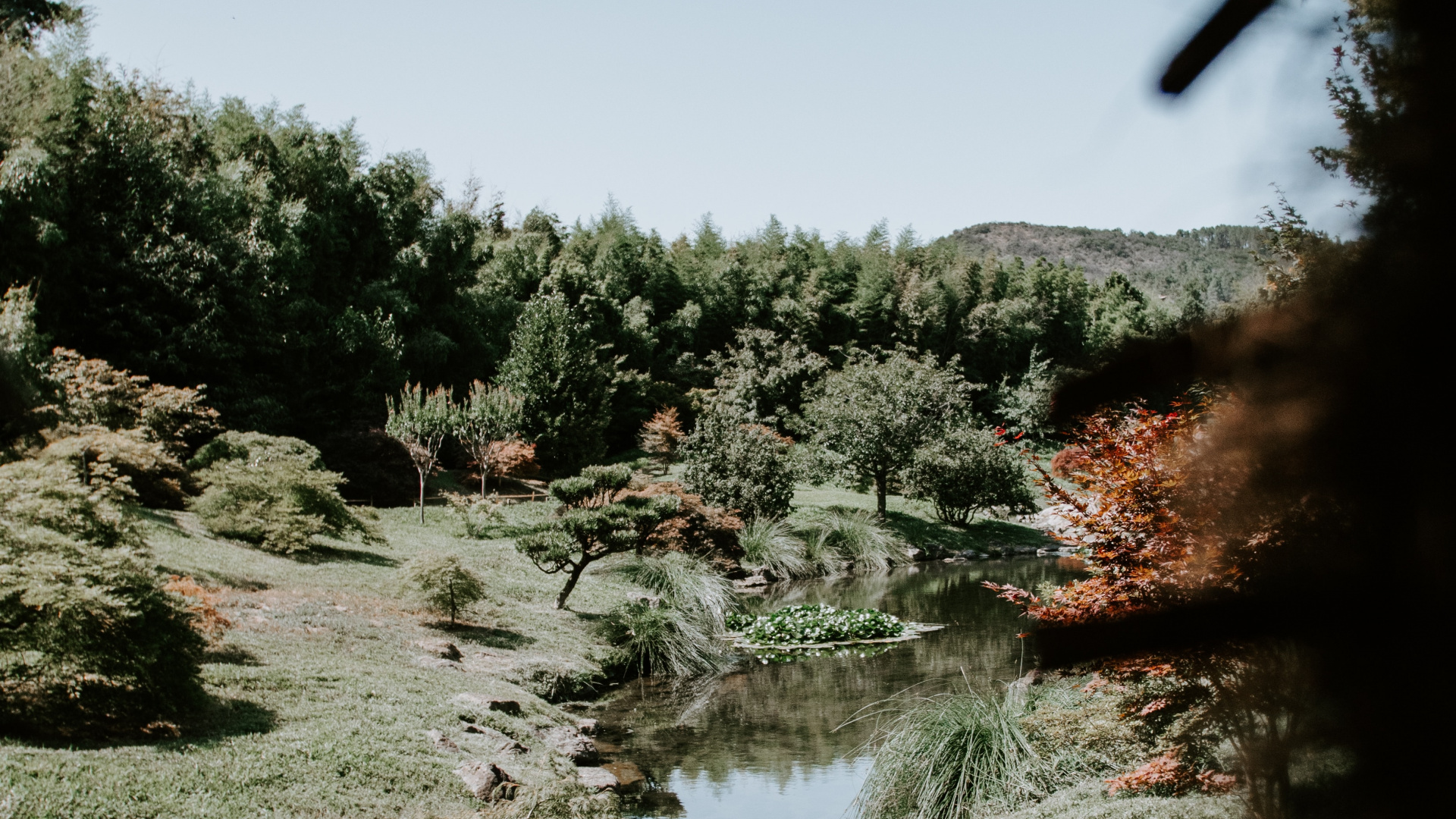 Nature, Tree, Vegetation, Water, Natural Landscape. Wallpaper in 1920x1080 Resolution