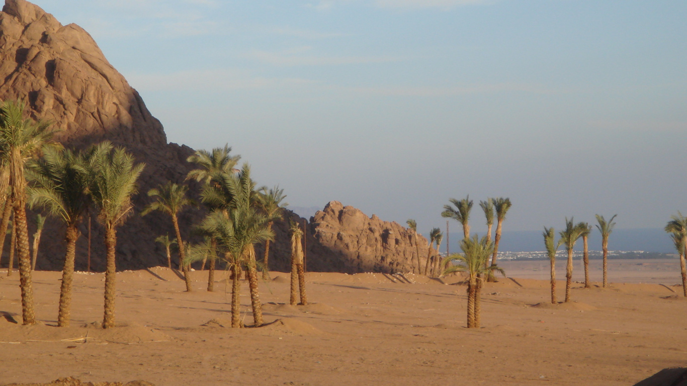 Brown Rock Formation Near Green Palm Trees During Daytime. Wallpaper in 1366x768 Resolution