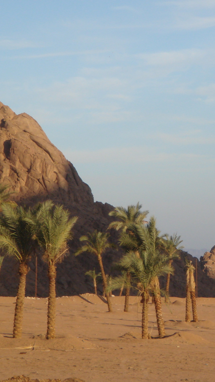Brown Rock Formation Near Green Palm Trees During Daytime. Wallpaper in 750x1334 Resolution